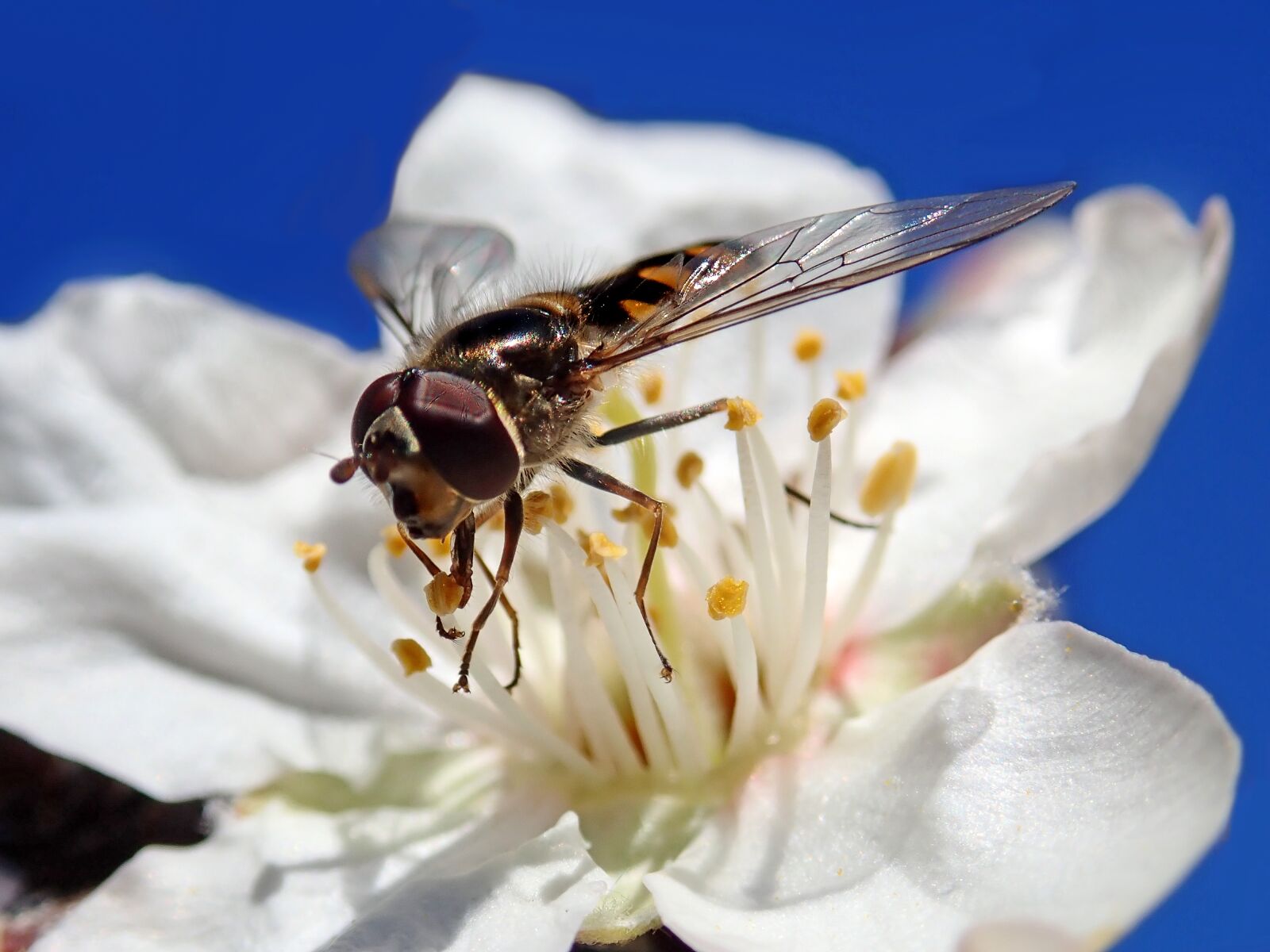 Olympus TG-5 sample photo. Insect, hoverfly, nectar photography
