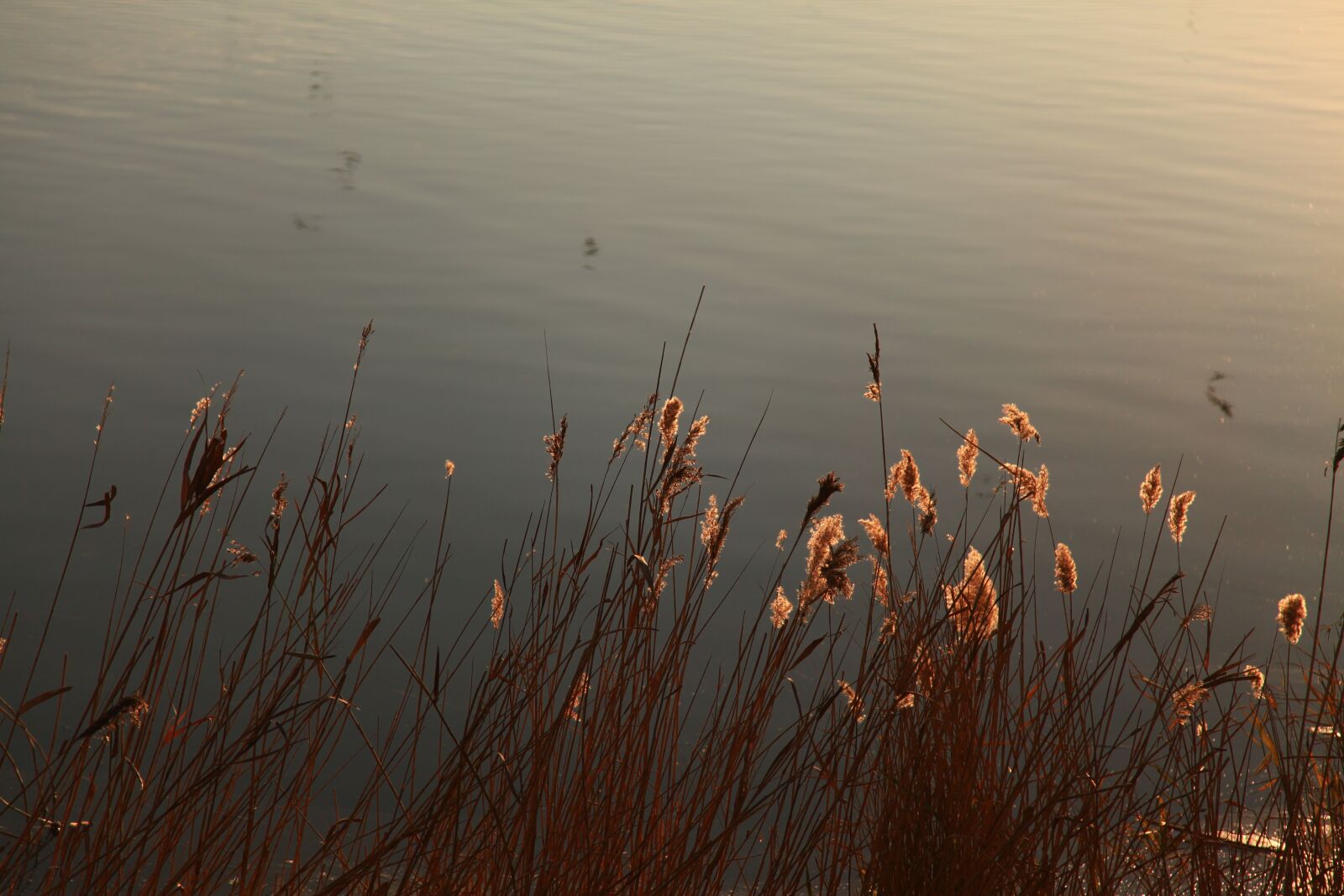 Canon EOS 5D Mark II sample photo. Reflection, river, pond photography