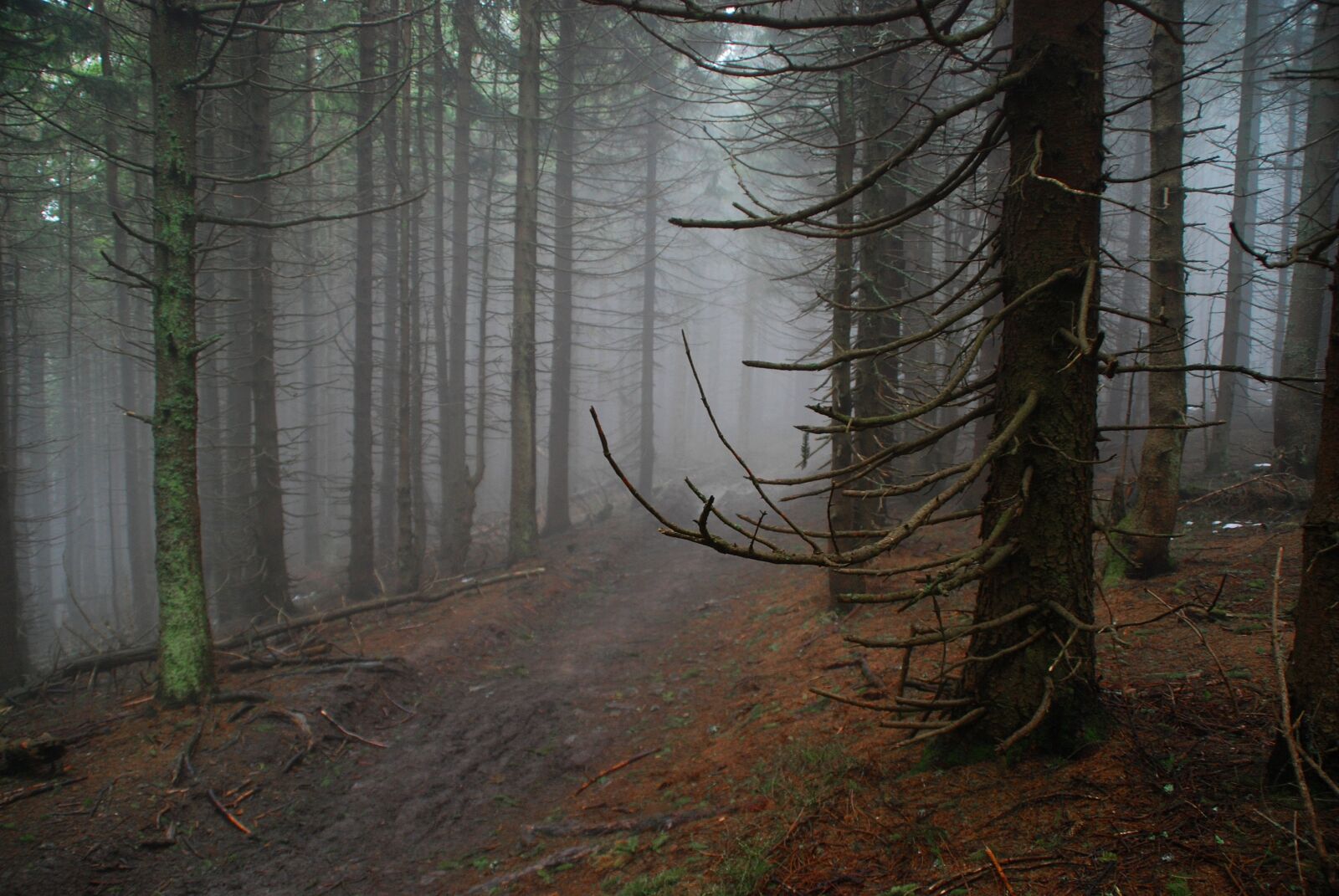 Nikon D80 sample photo. Forest, the fog, tree photography