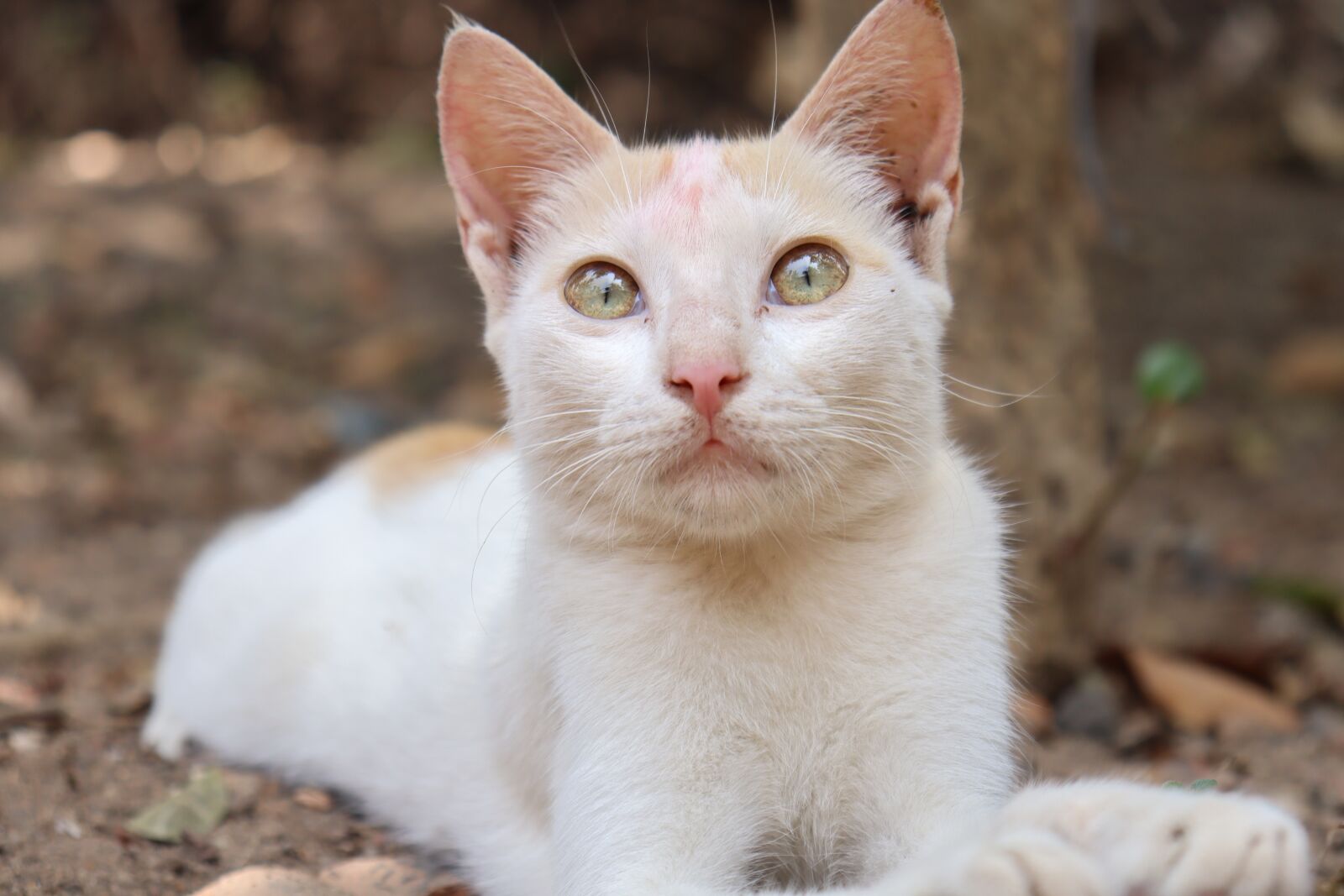 Canon EOS 250D (EOS Rebel SL3 / EOS Kiss X10 / EOS 200D II) sample photo. Cat, eye, kerala photography