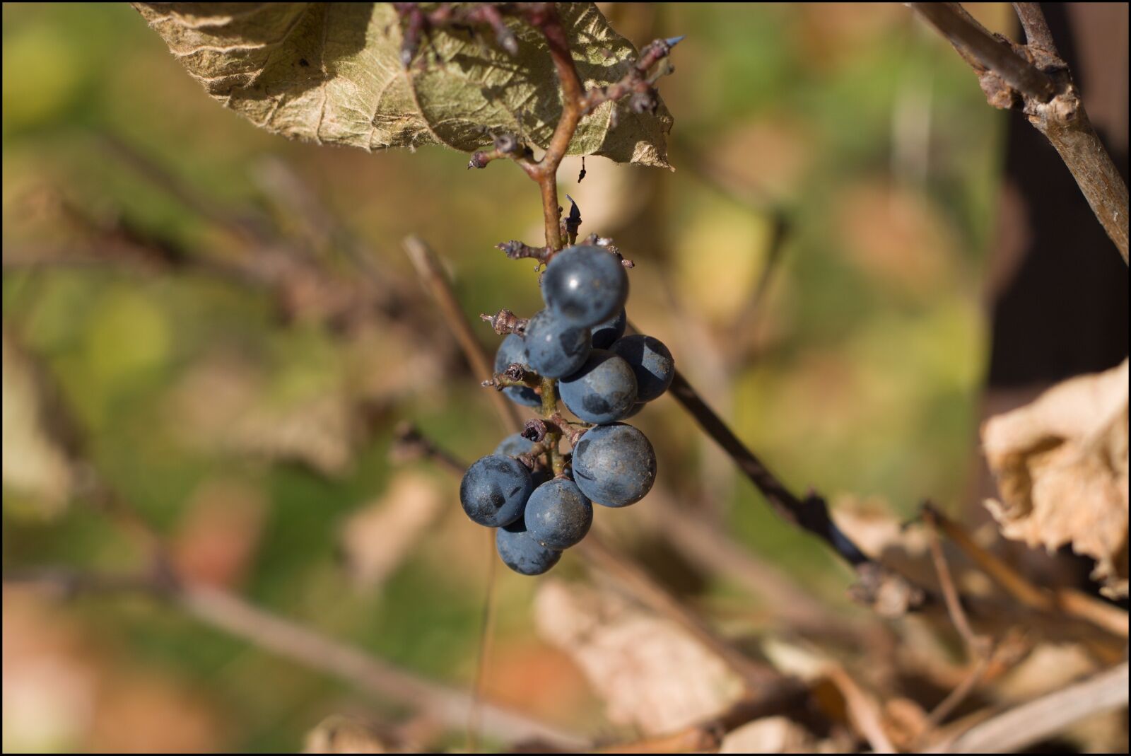 Canon EOS 50D sample photo. Cluster, red wine, grapevine photography