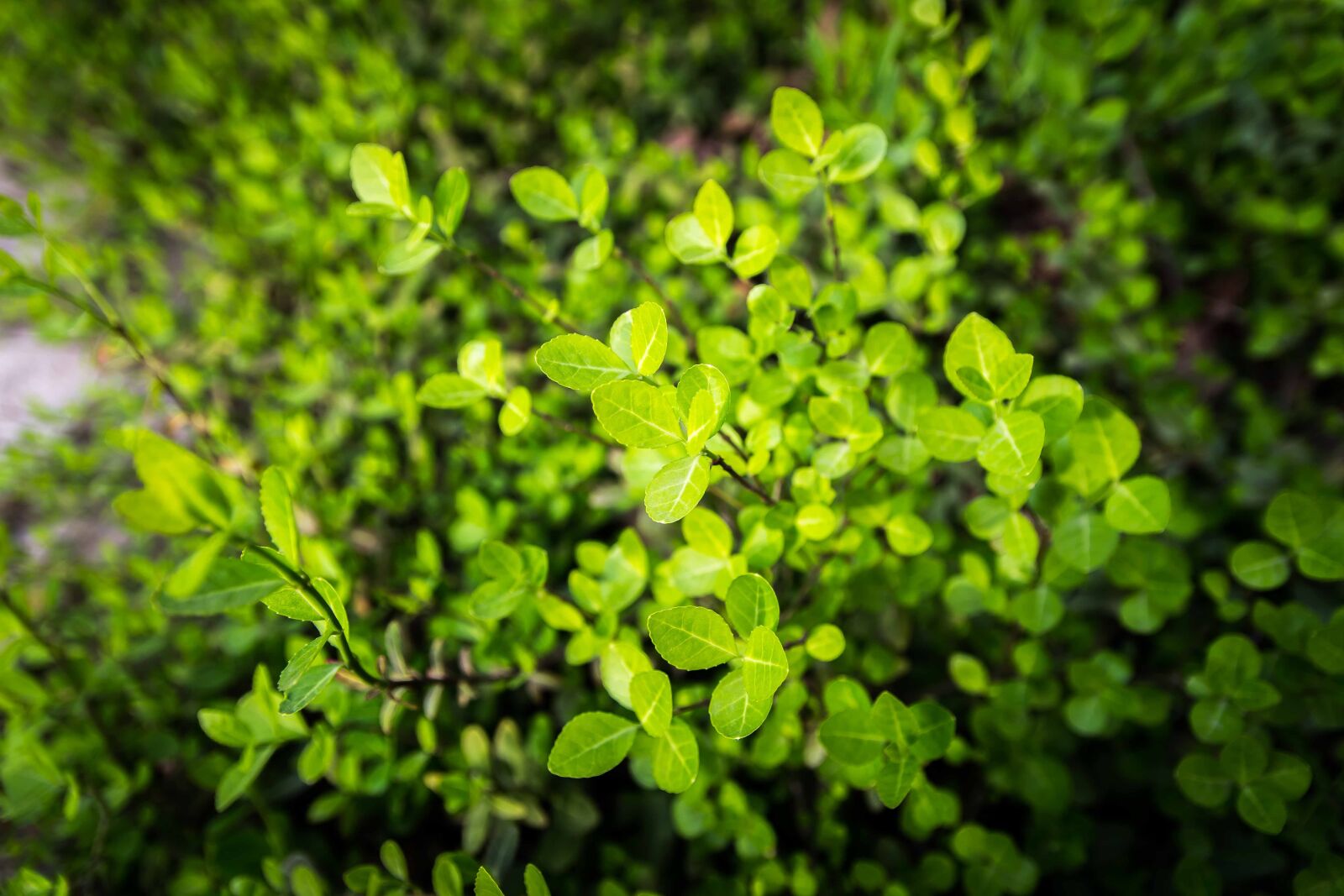 Nikon D7100 sample photo. Green plants, leaf, flowers photography