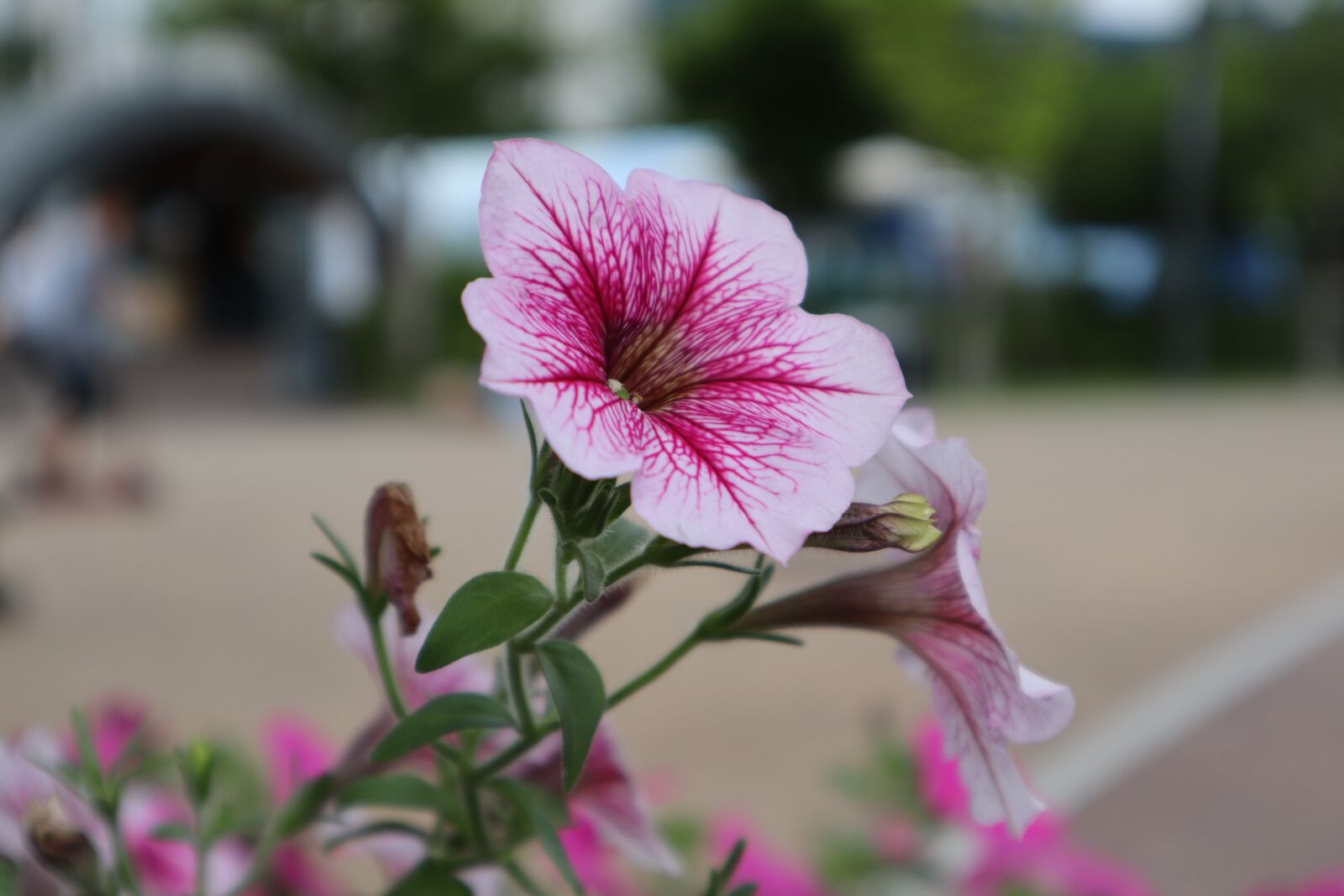 Canon EOS M50 (EOS Kiss M) sample photo. Flowers, flower, nature photography