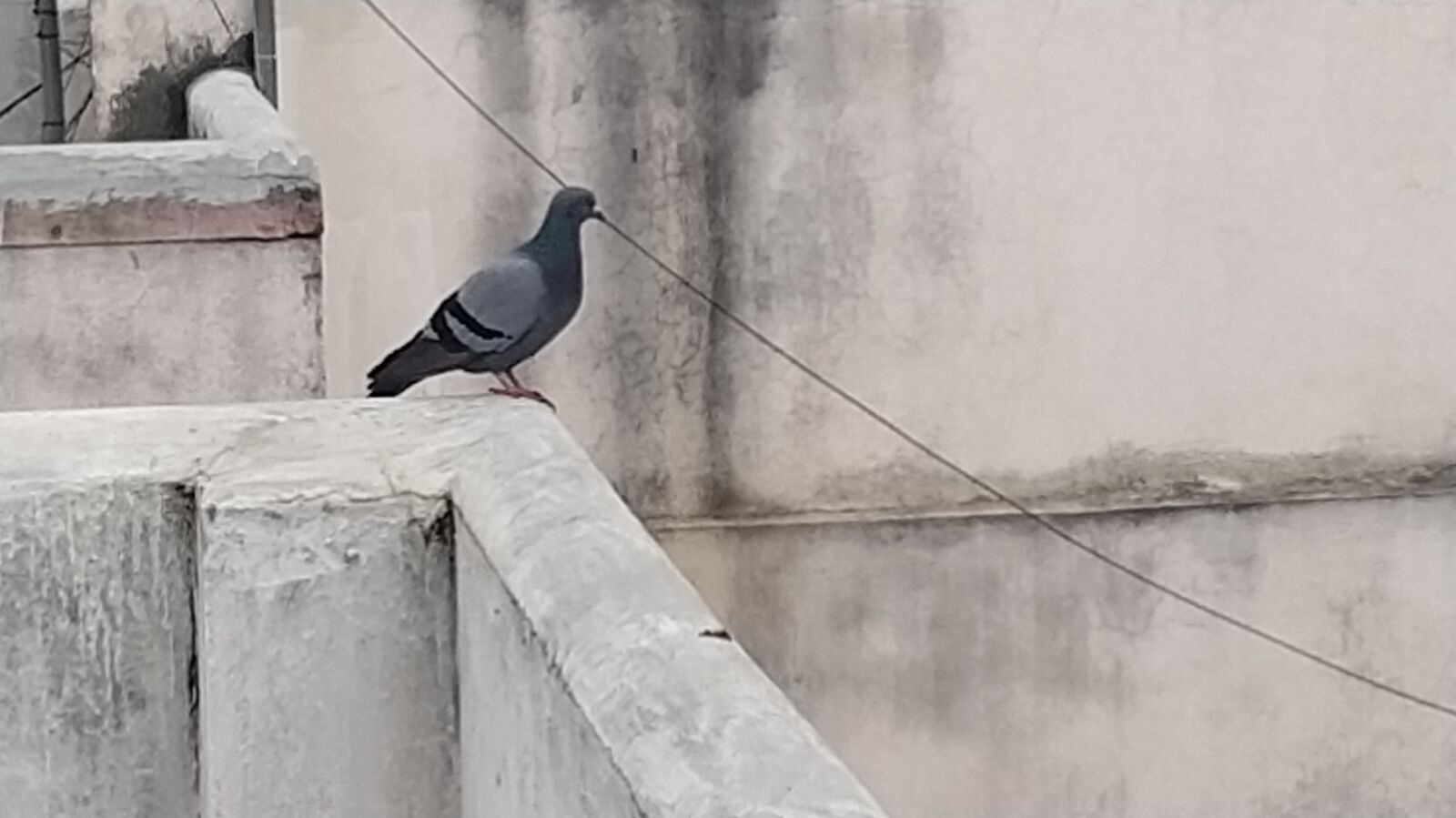 Xiaomi Mi A3 sample photo. Pigeon, old building, bird photography