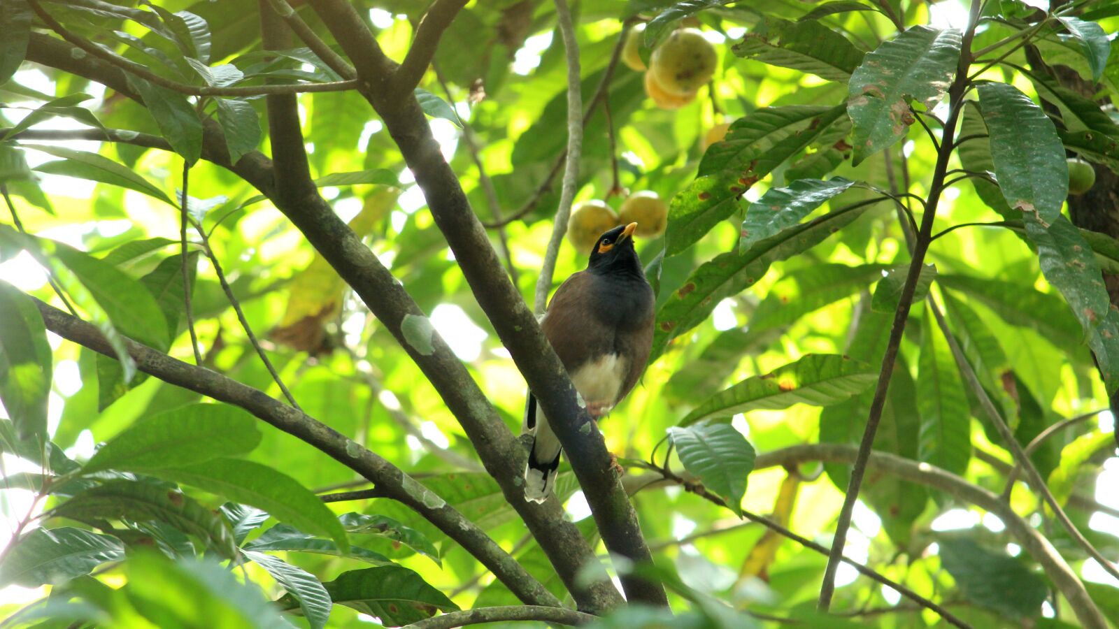 Canon EOS 1300D (EOS Rebel T6 / EOS Kiss X80) sample photo. Bird, avian, kerala photography