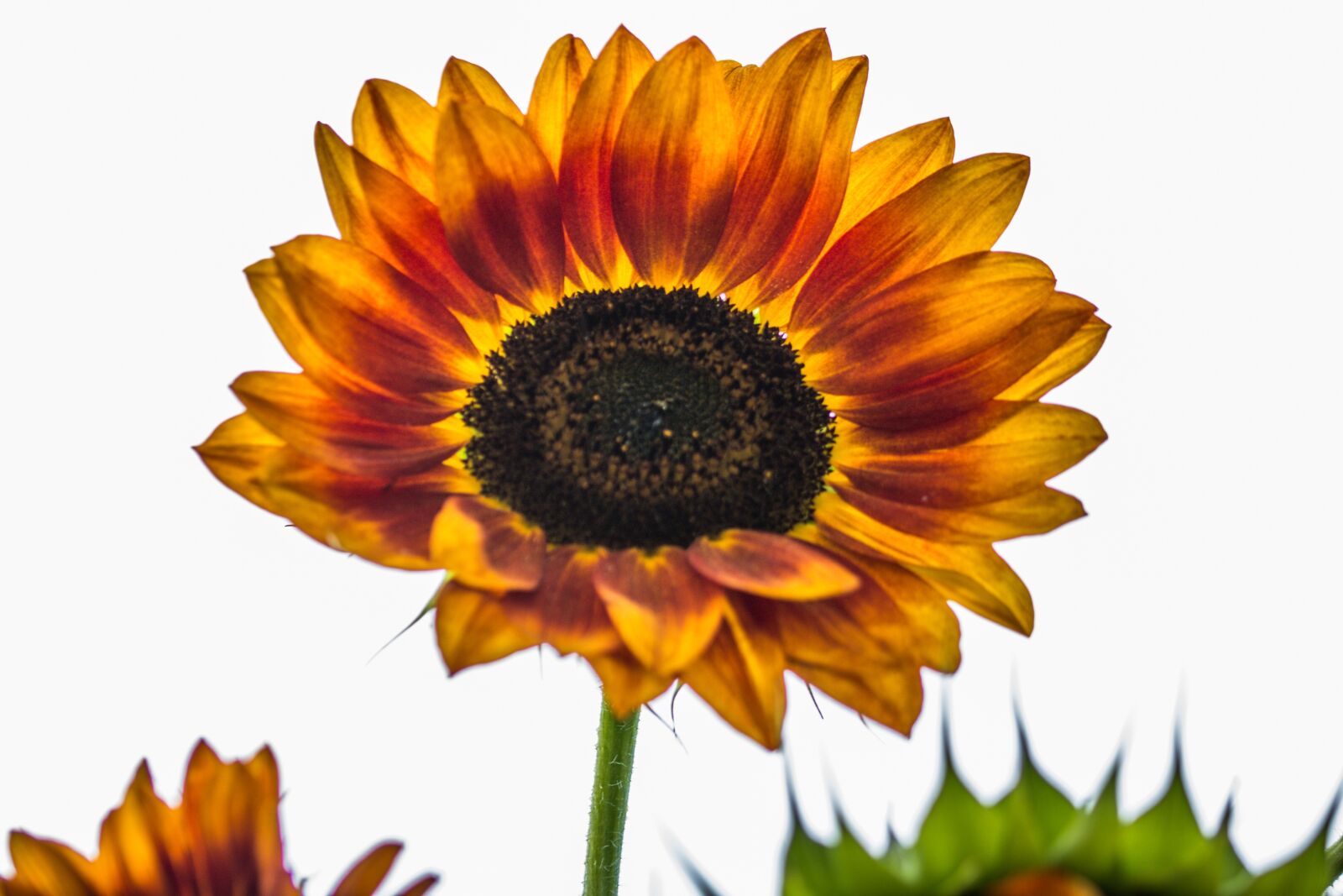 Canon EOS 70D sample photo. Sunflower, helianthus annuus, blossom photography