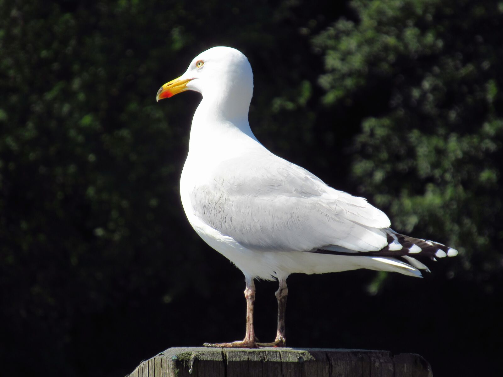 Canon PowerShot SX620 HS sample photo. Seagull, bird, gull photography