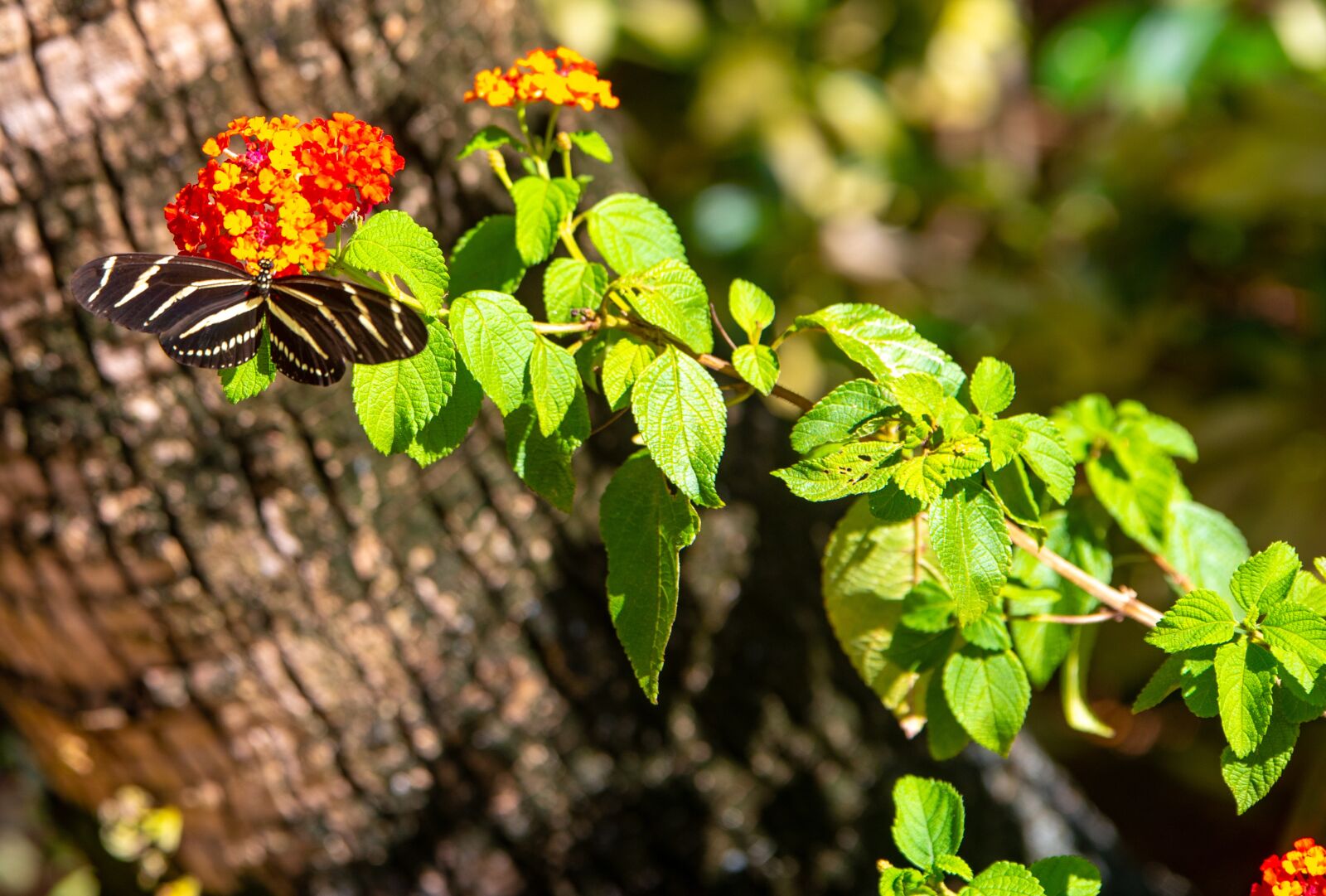 Nikon D750 sample photo. Butterfly, mint plant, wild photography