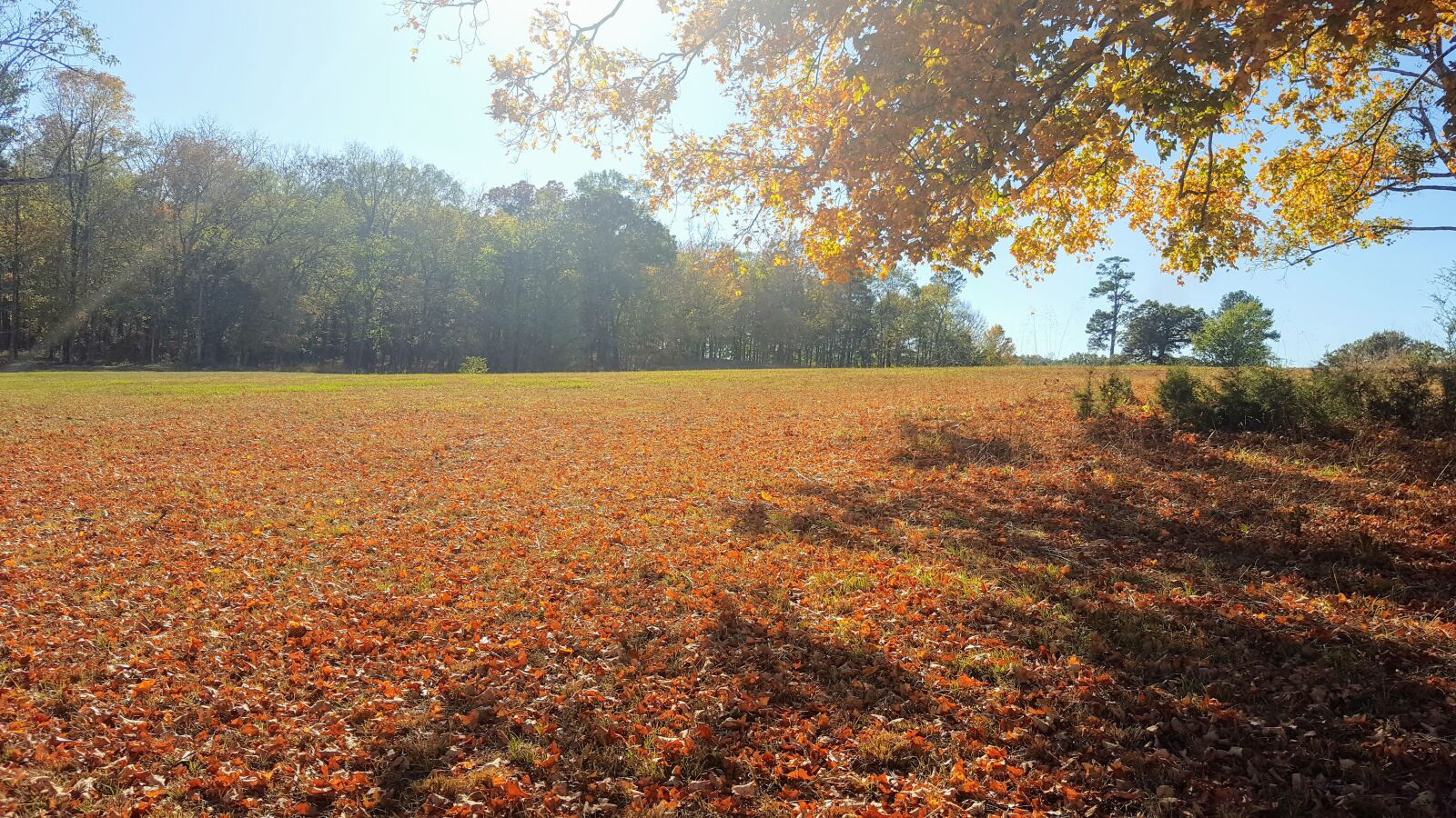 Samsung Galaxy S6 sample photo. Autumn, blue, fall, leaves photography