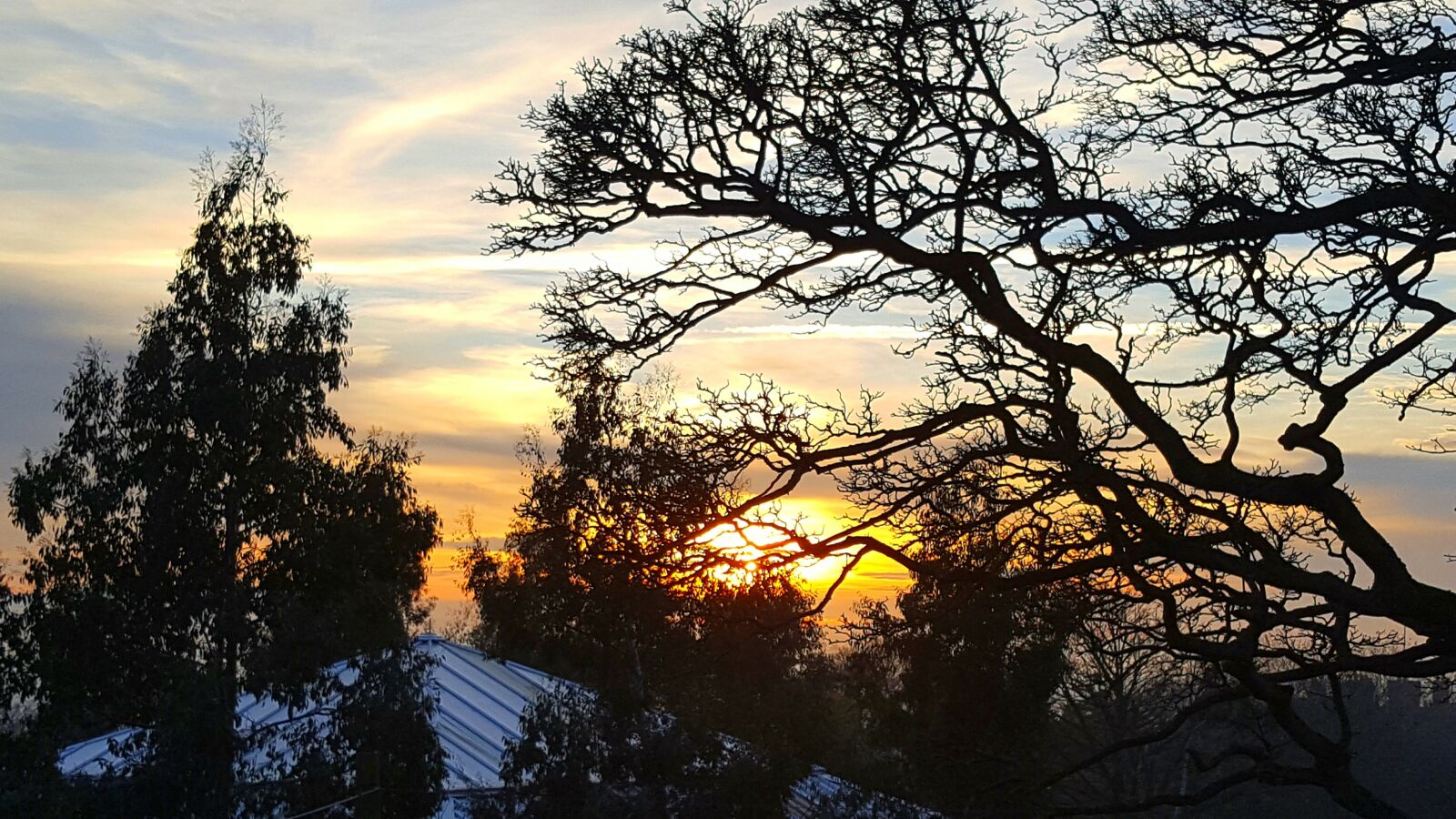 Samsung GALAXY S6 edge sample photo. Tree, nature, dawn photography
