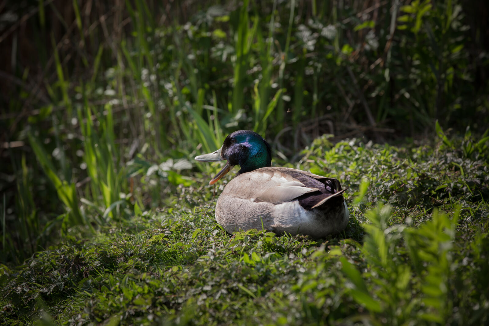 Canon EOS 5D Mark III sample photo. Birds, ducks, nature, pond photography