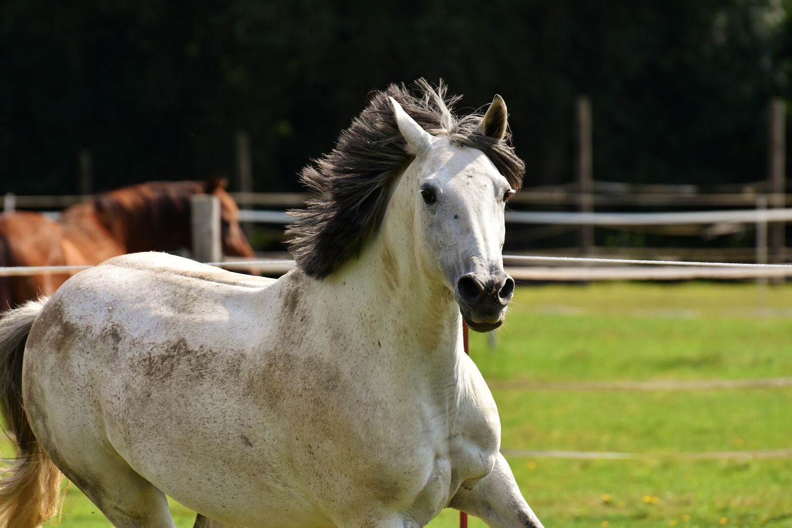 Nikon D7200 sample photo. Mold, horse, love for photography
