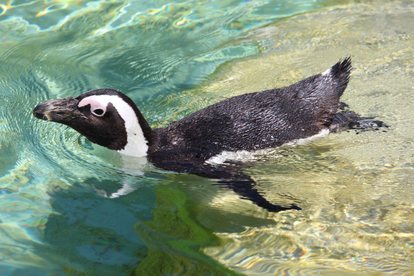 Canon EF-S 55-250mm F4-5.6 IS STM sample photo. Penguin, water, zoo photography