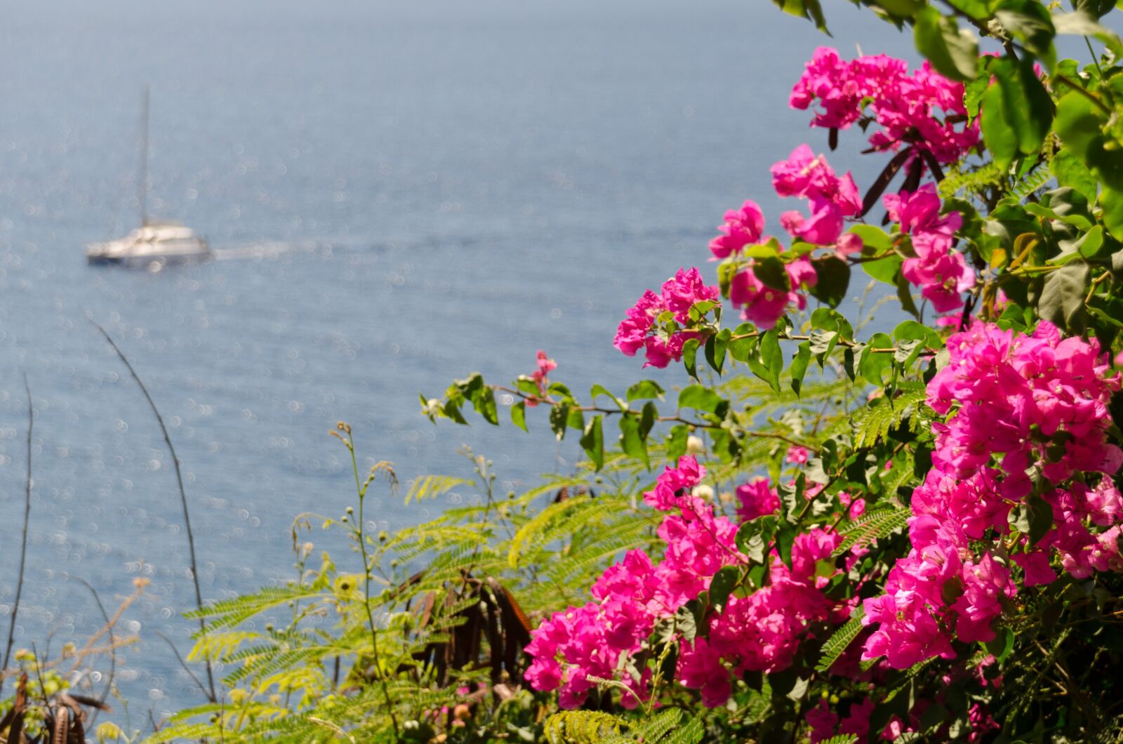 Nikon D5100 sample photo. Triple flower, bougainvillea, botanical photography