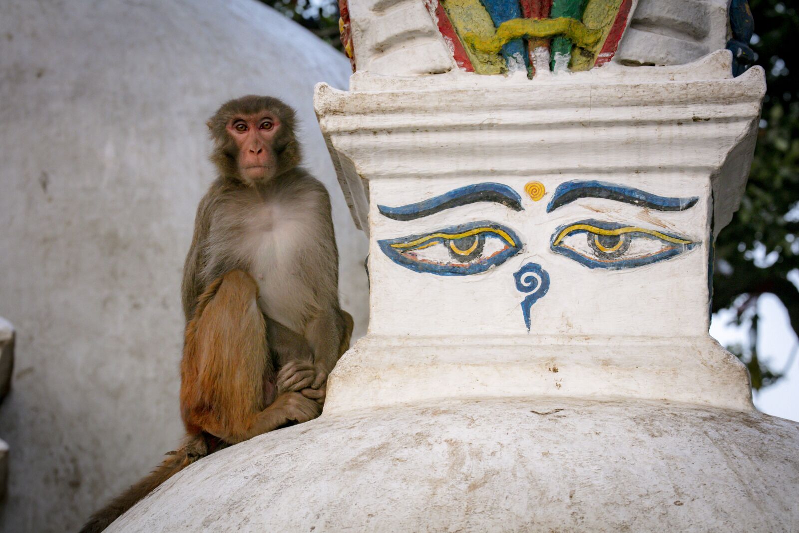 Canon EOS 5DS R + Canon EF 70-300mm F4-5.6L IS USM sample photo. Monkey, stupa, nepal photography