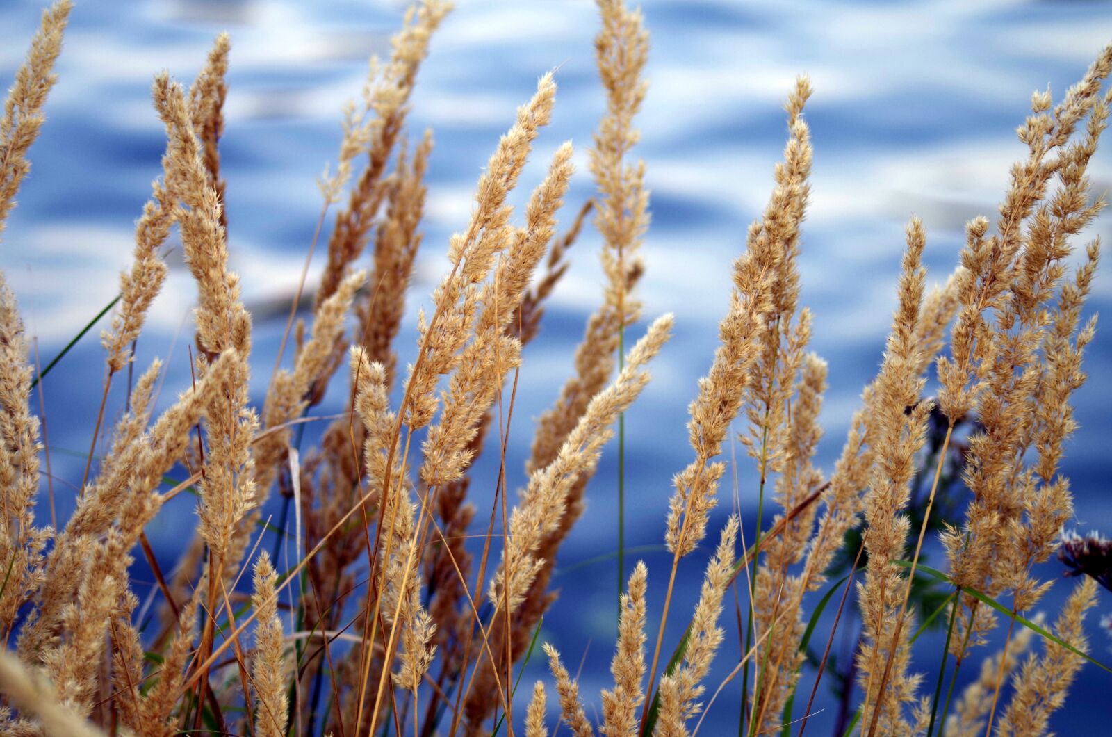 Pentax K-30 sample photo. Grass, water, river photography