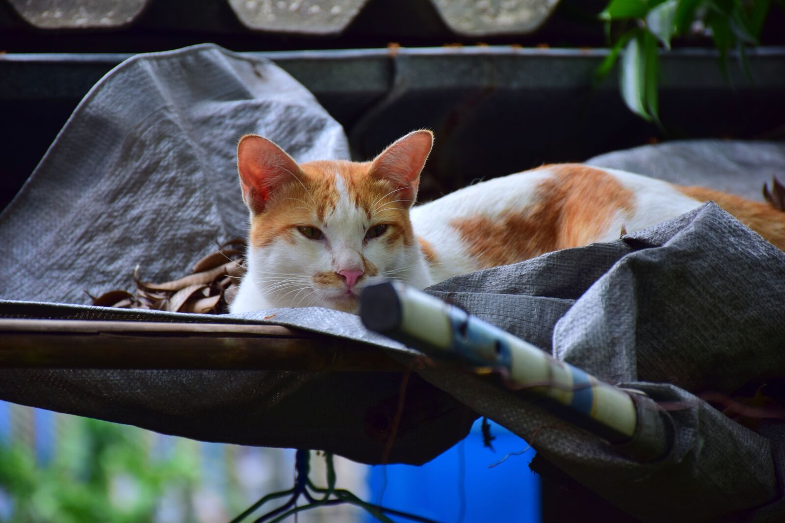 Nikon D5300 sample photo. Cat, sleep, pets photography