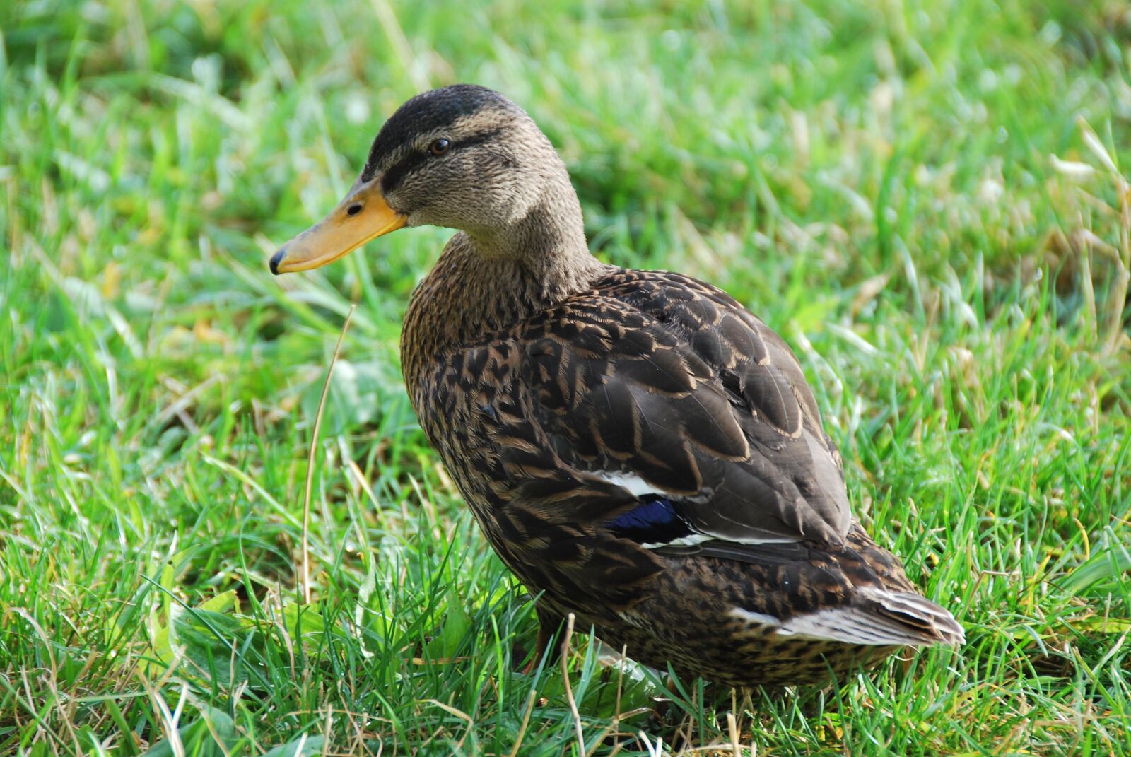 Nikon D60 sample photo. Nature, animal, water bird photography