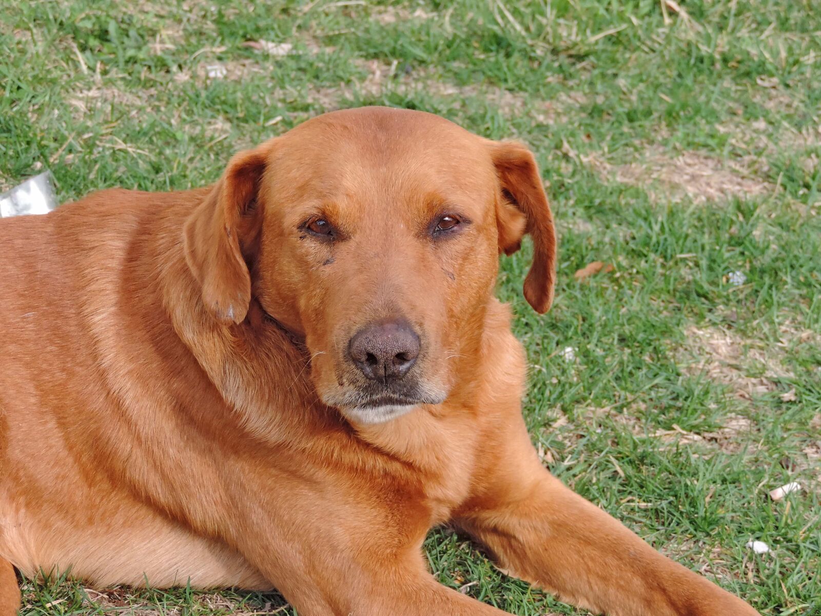 Nikon Coolpix P520 sample photo. Canine, dog, puppy, retriever photography