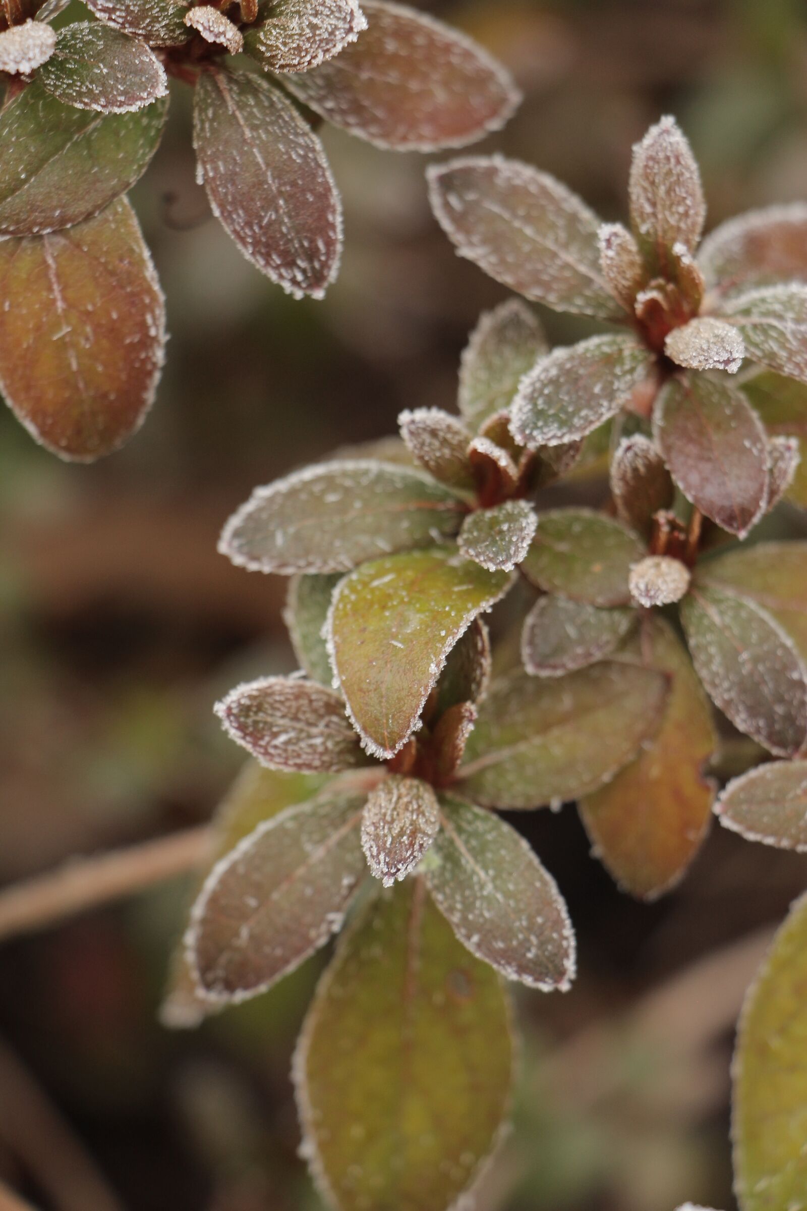 Canon EOS 700D (EOS Rebel T5i / EOS Kiss X7i) sample photo. Nature, plant, winter photography