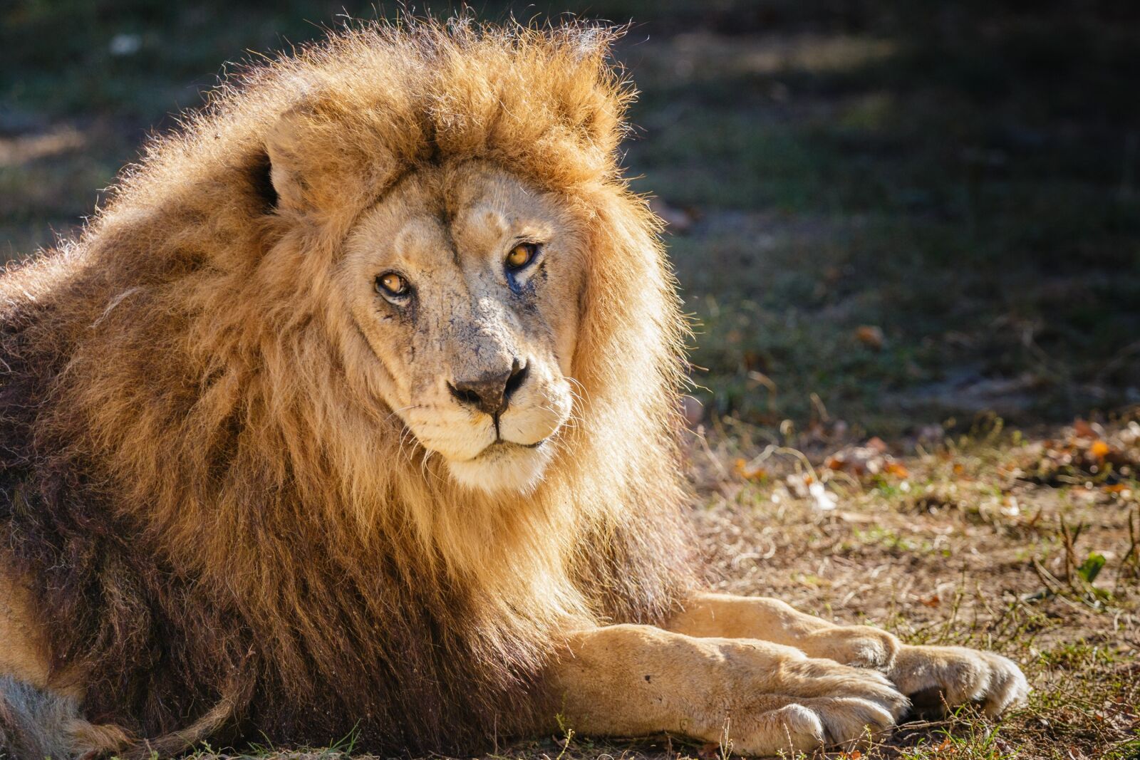 Canon EOS 70D + Canon EF 70-200mm F4L USM sample photo. Lion, nature, animal photography