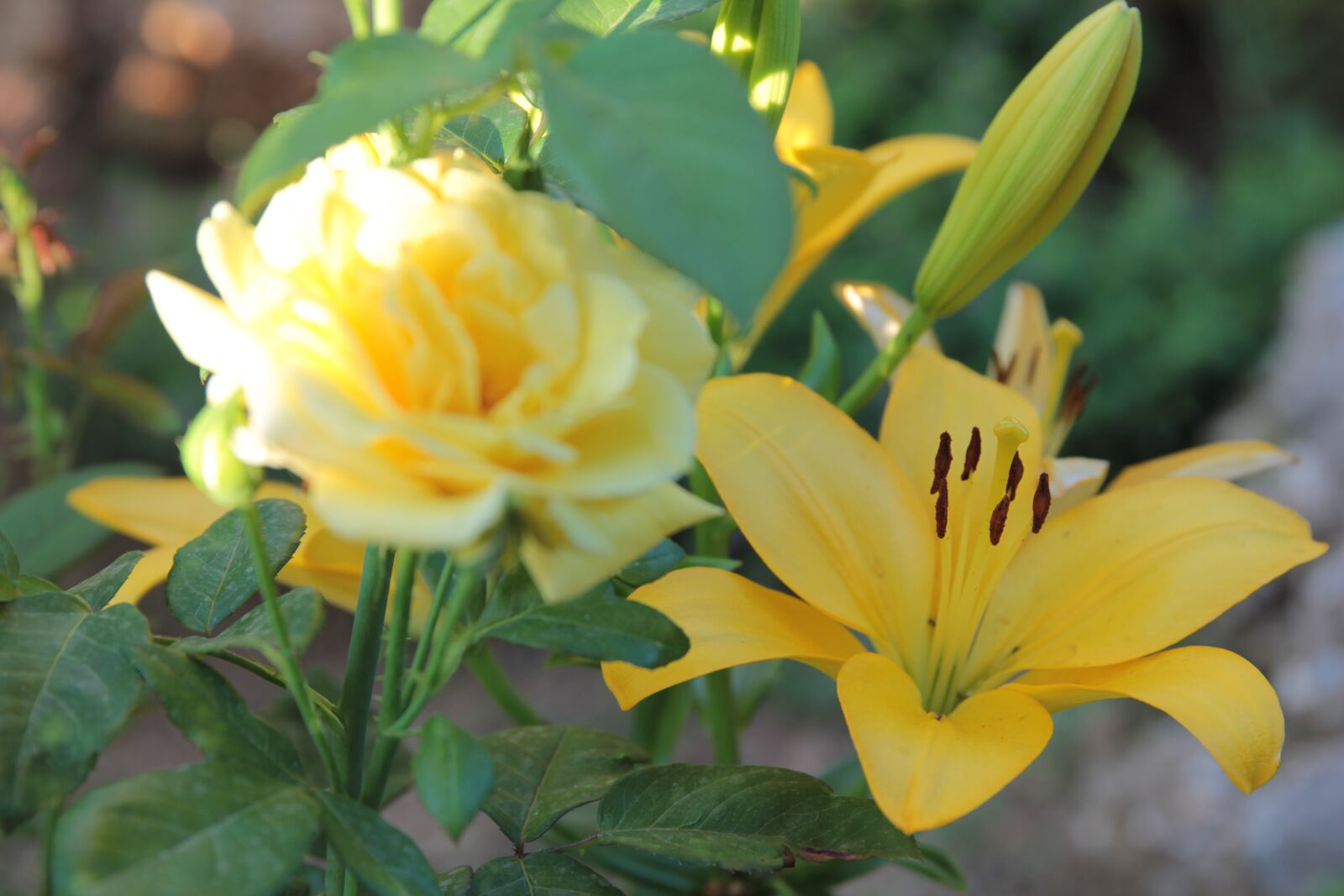 Canon EOS 550D (EOS Rebel T2i / EOS Kiss X4) sample photo. Lilies, lily, flower photography