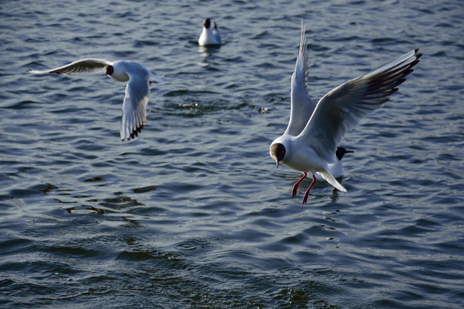 Nikon D3300 sample photo. Air, animal, background, bird photography