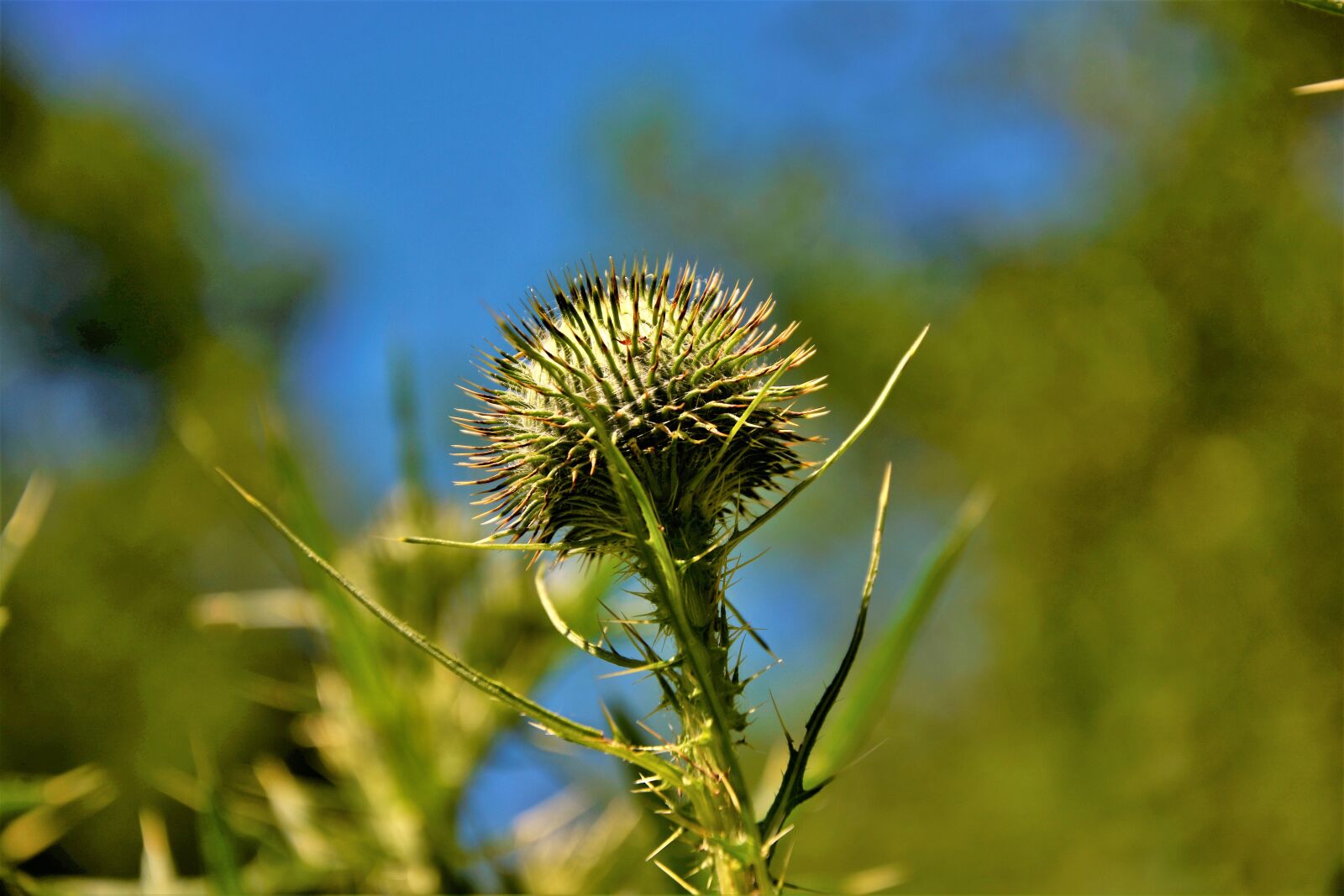 Nikon D7100 sample photo. Plant, thorn bush, sharp photography