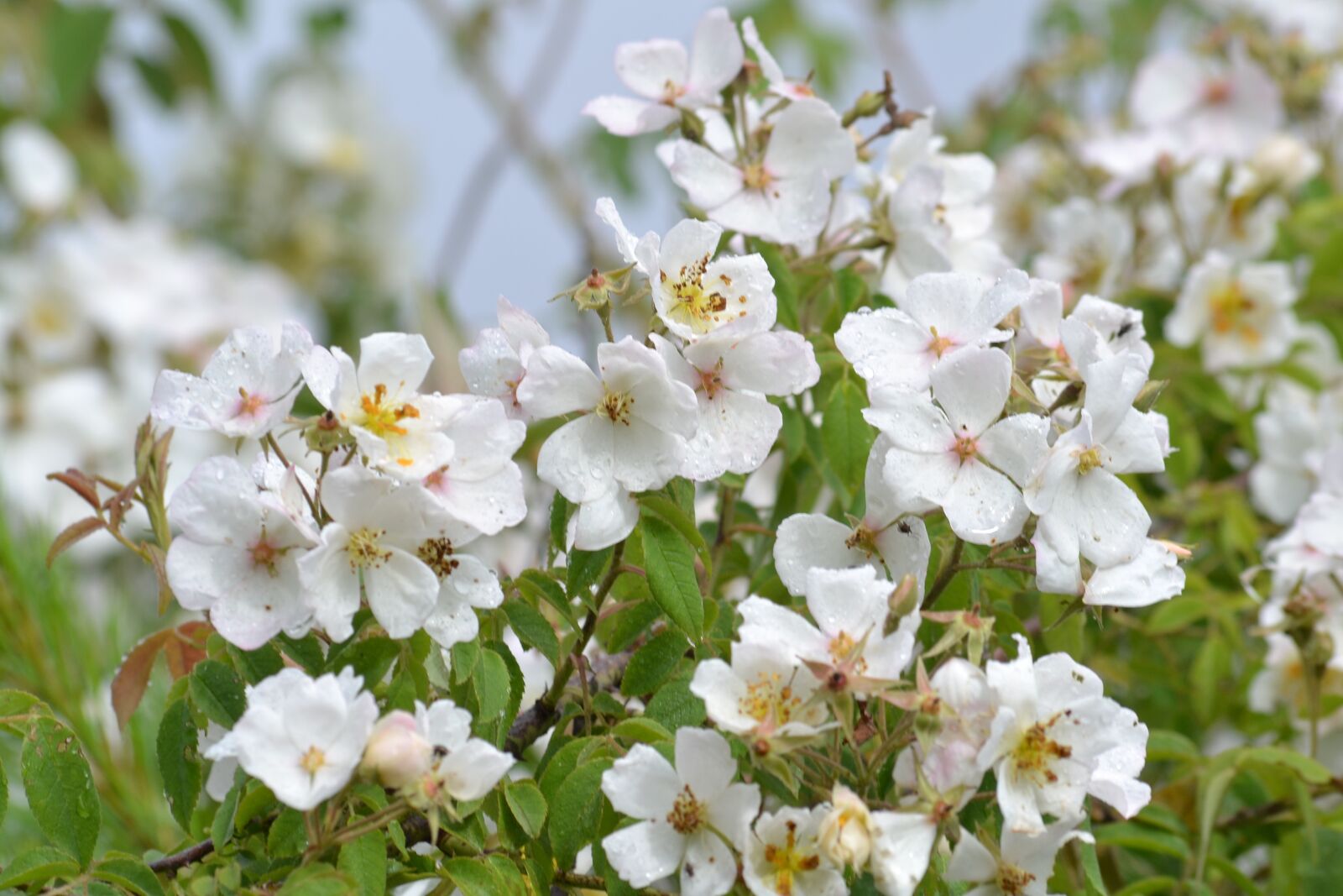 Nikon D3100 sample photo. White, flowers, spring photography