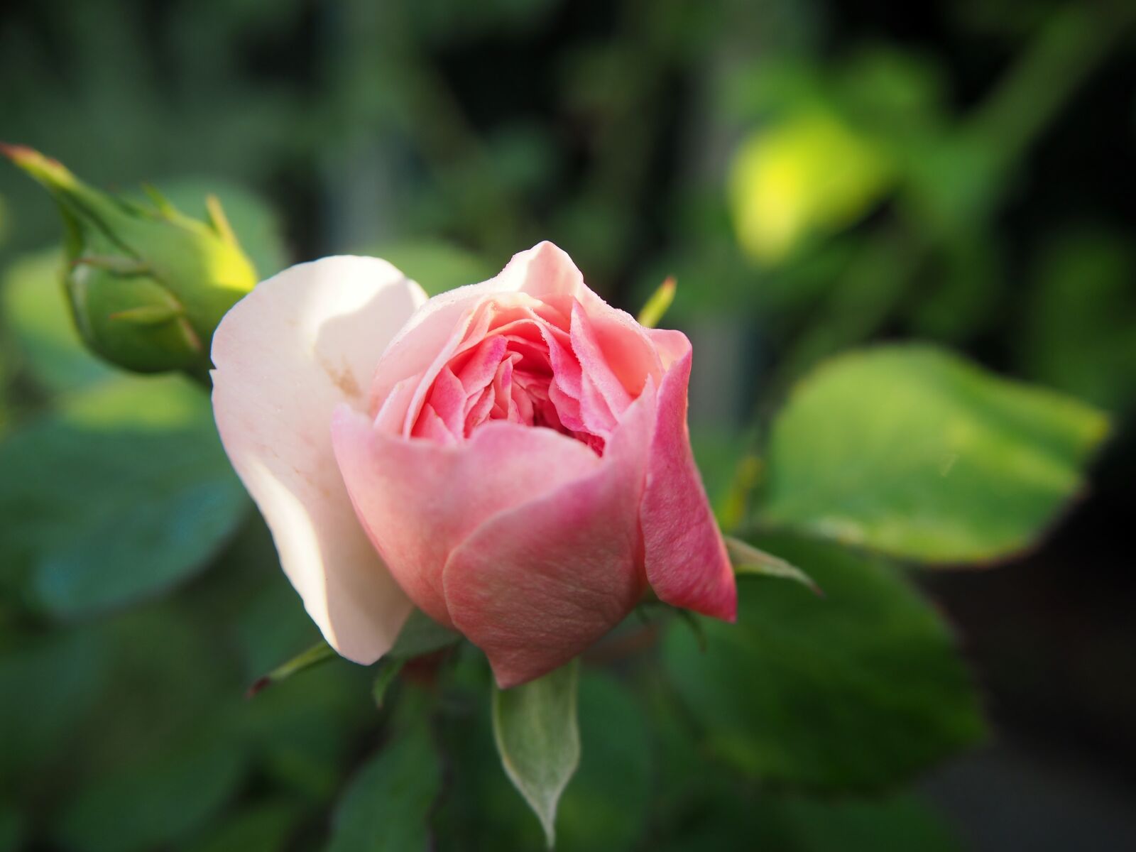 Olympus OM-D E-M10 sample photo. Rose, garden, pink photography