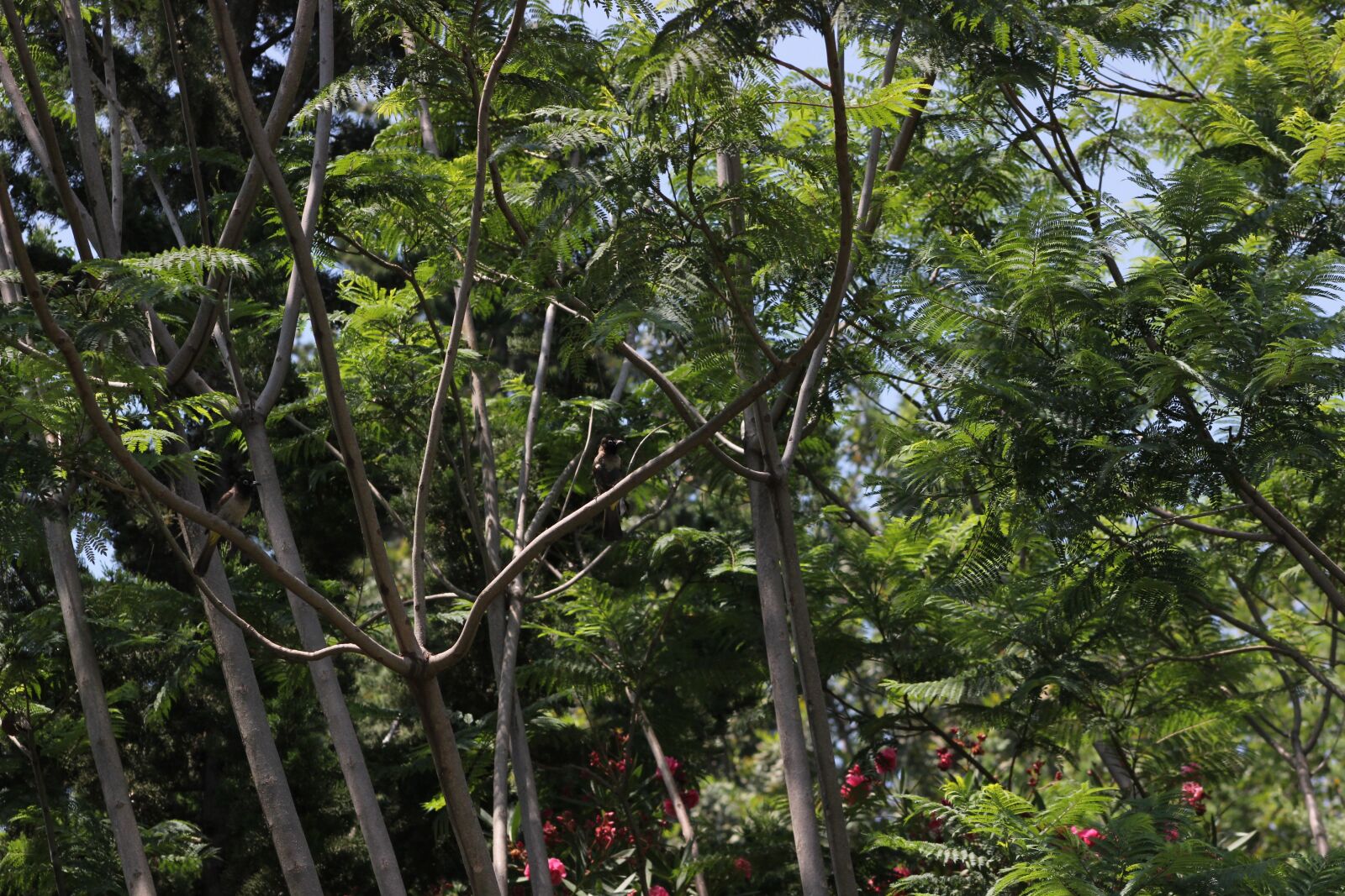 Canon EF75-300mm f/4-5.6 sample photo. Nature, tree, garden photography