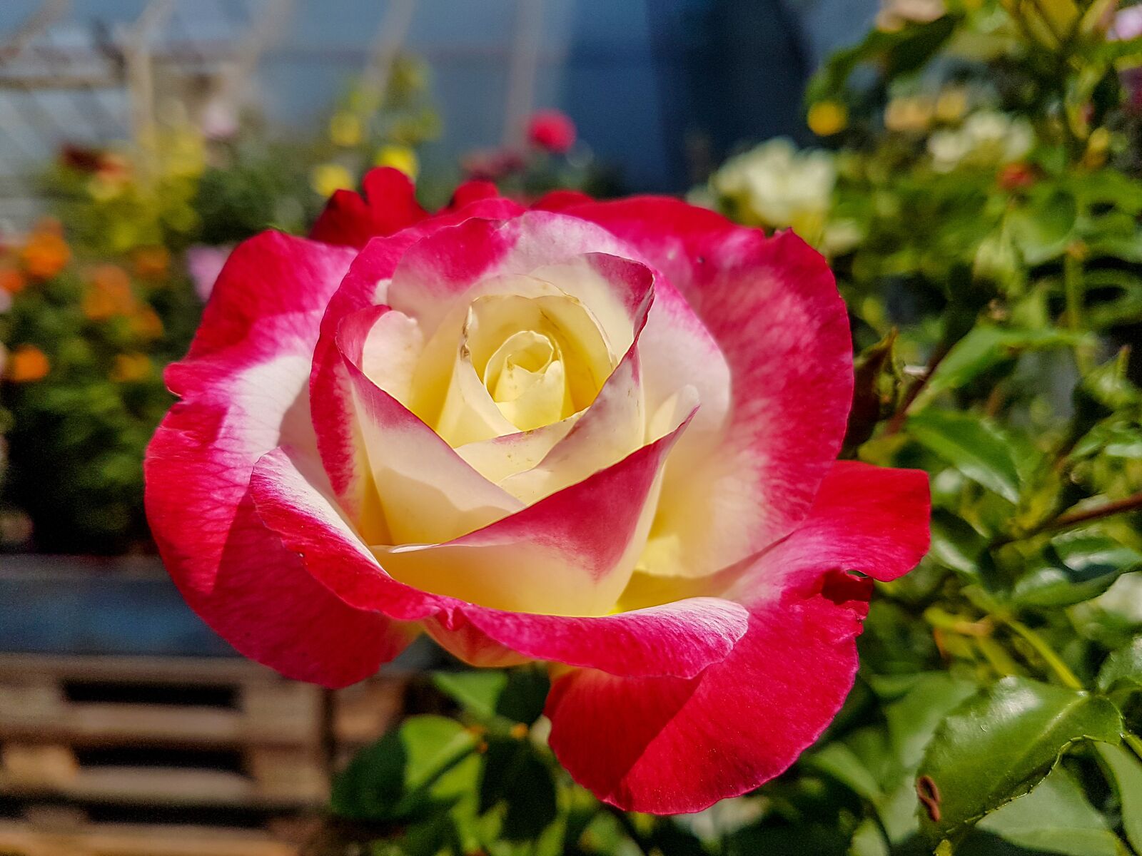 Samsung Galaxy S7 Edge sample photo. Flower, rose, petal photography