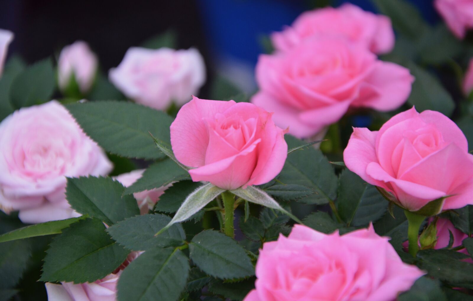 Nikon D5200 sample photo. Pink, rosebush, plant photography