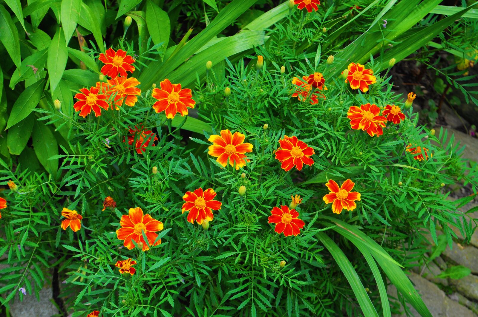 Nikon D5000 sample photo. Flowers, garden, tropical milkweed photography