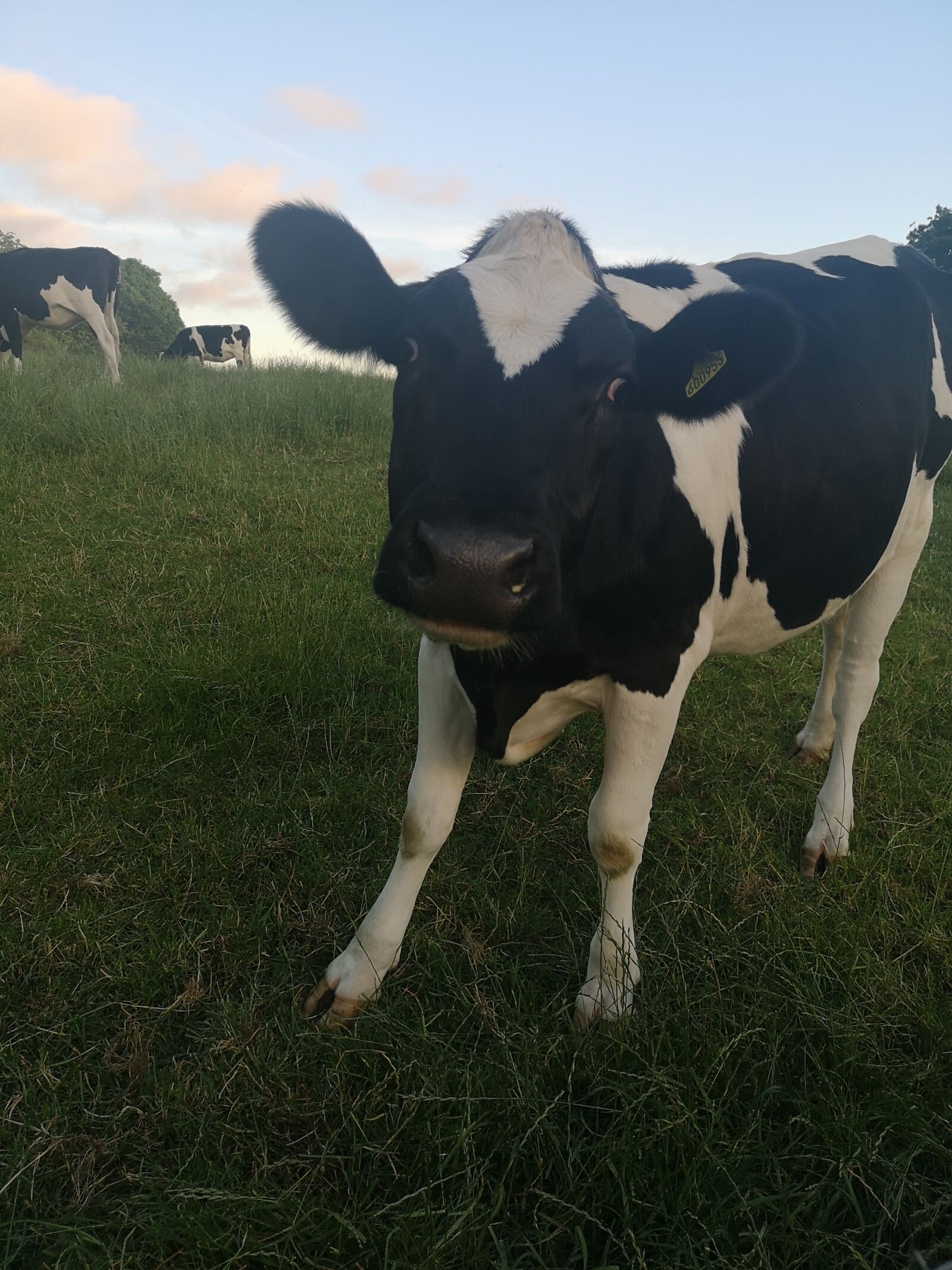 HUAWEI CLT-L09 sample photo. Cow, animal, farm photography