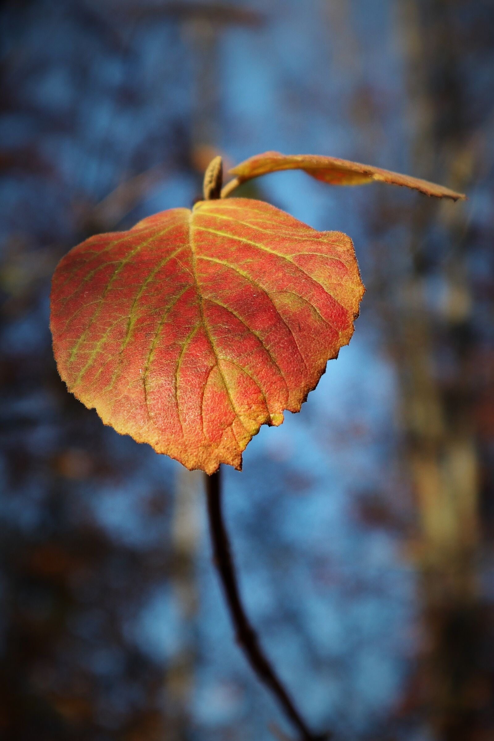 Canon EF-M 15-45mm F3.5-6.3 IS STM sample photo. Leaf, red, orange photography