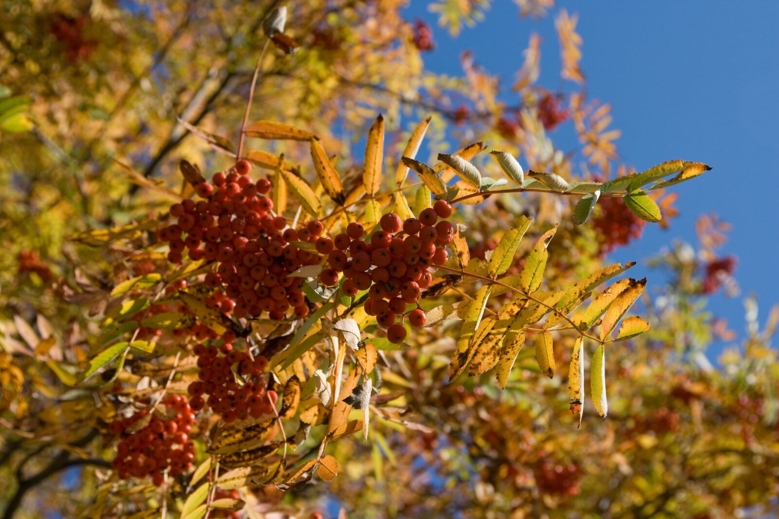 Canon EOS 400D (EOS Digital Rebel XTi / EOS Kiss Digital X) sample photo. Autumn tree, colourful leaves photography