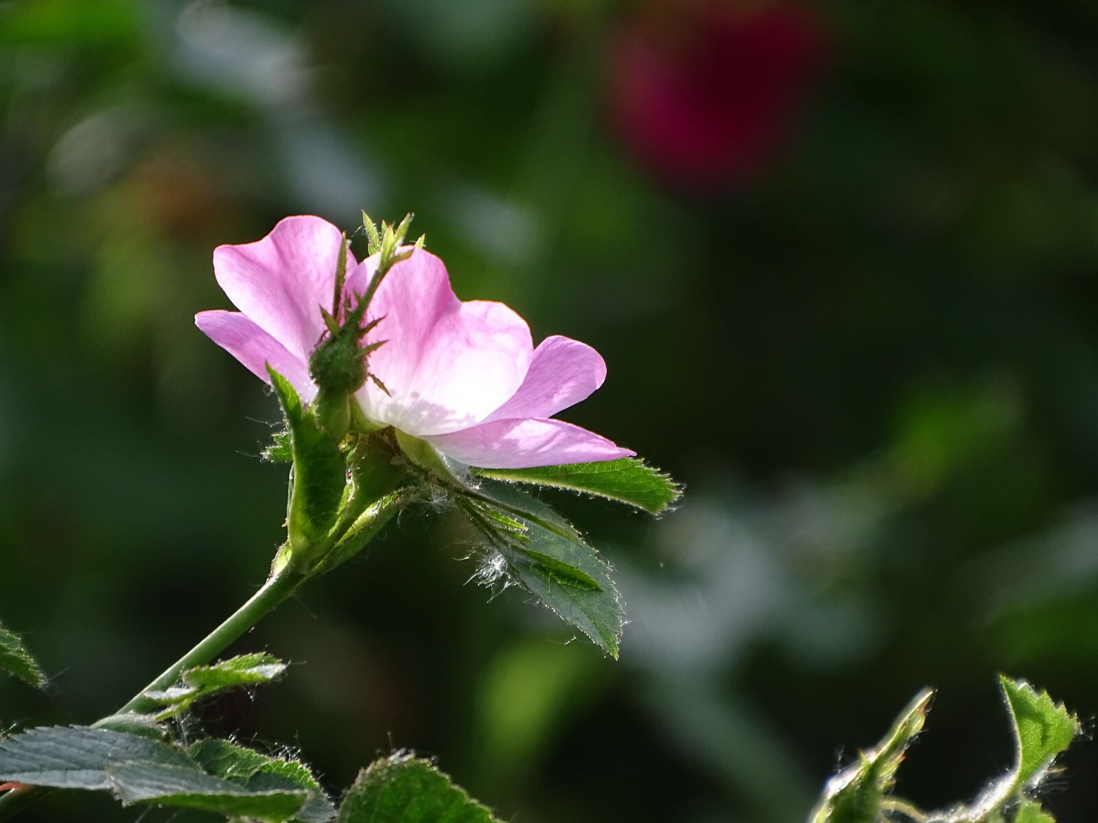 Sony Cyber-shot DSC-HX400V sample photo. Blossom, bloom, pink photography