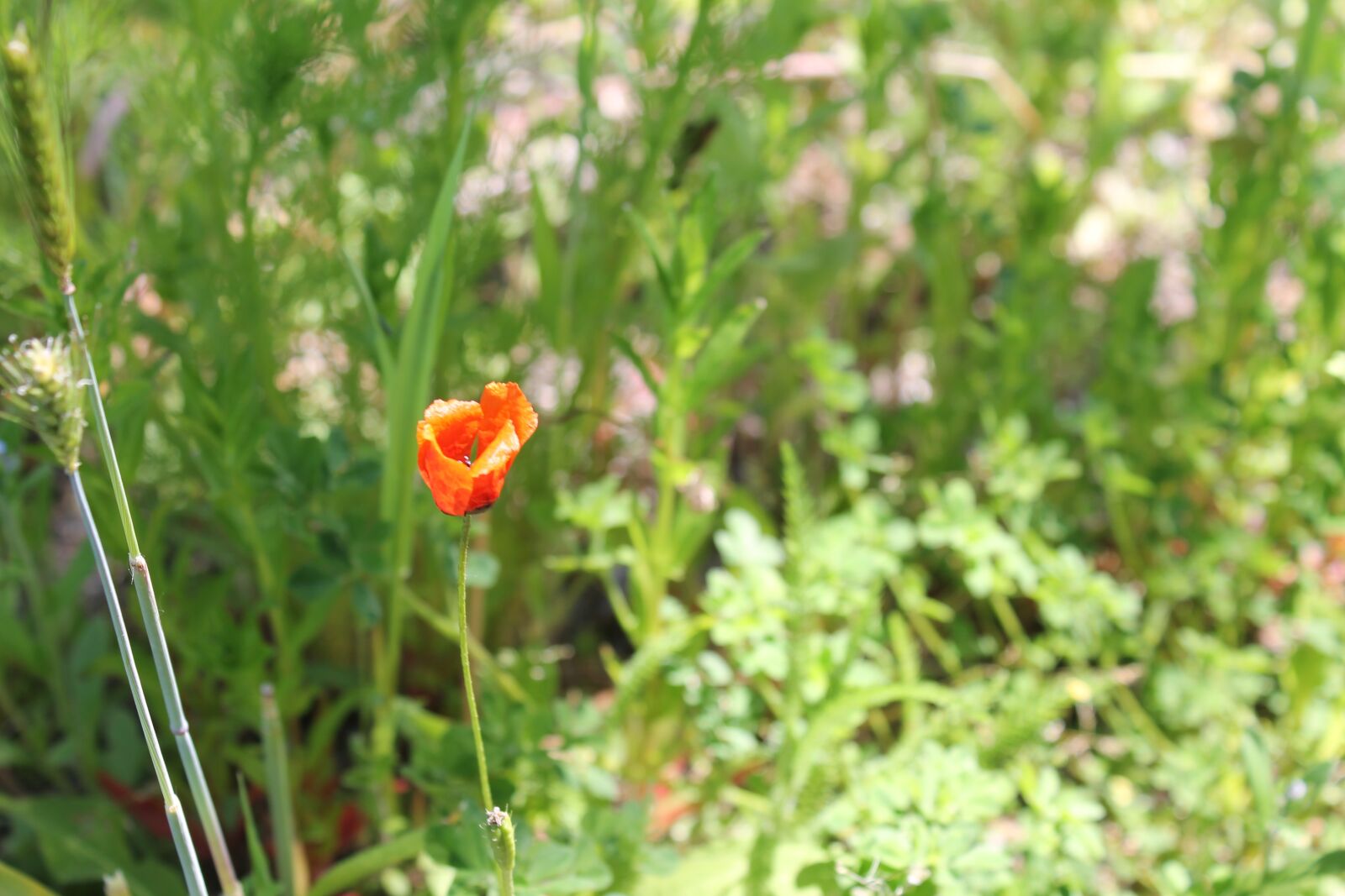 Canon EOS 1100D (EOS Rebel T3 / EOS Kiss X50) sample photo. Mack, flower, summer photography