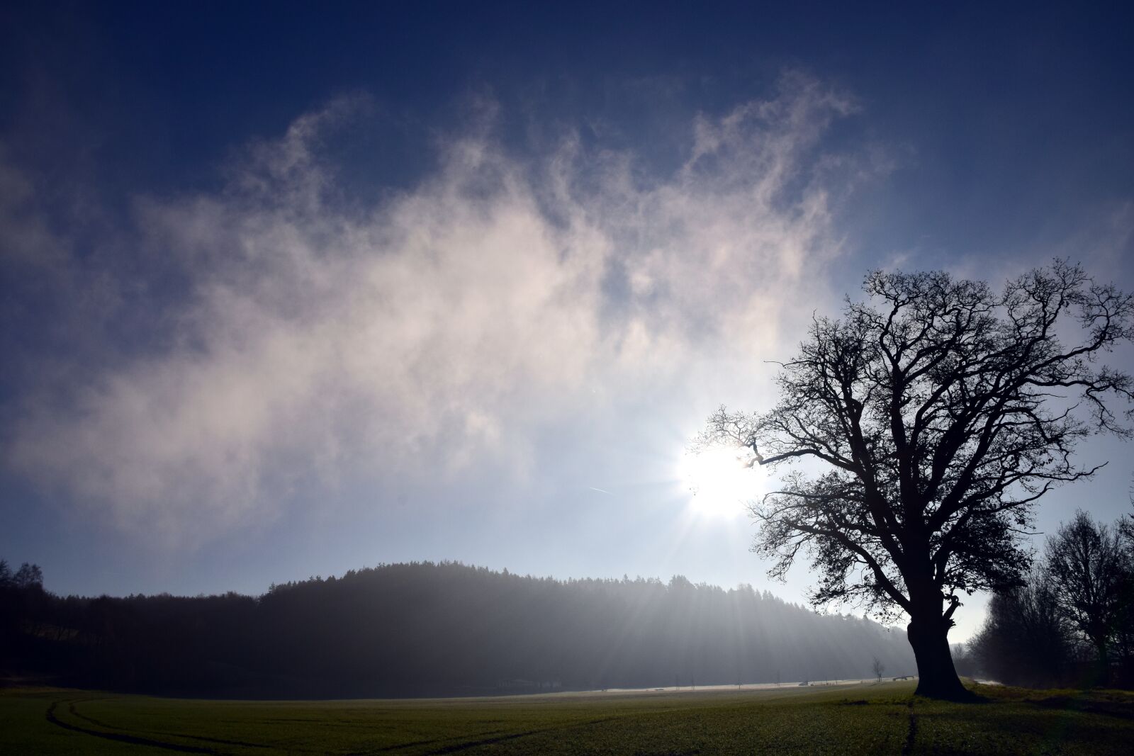 Nikon D3300 sample photo. Tree, landscape, nature photography