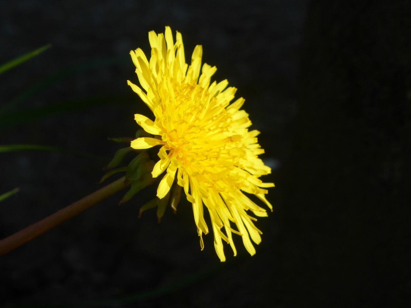 Panasonic Lumix DMC-ZS25 (Lumix DMC-TZ35) sample photo. Dandelion, yellow, weed photography