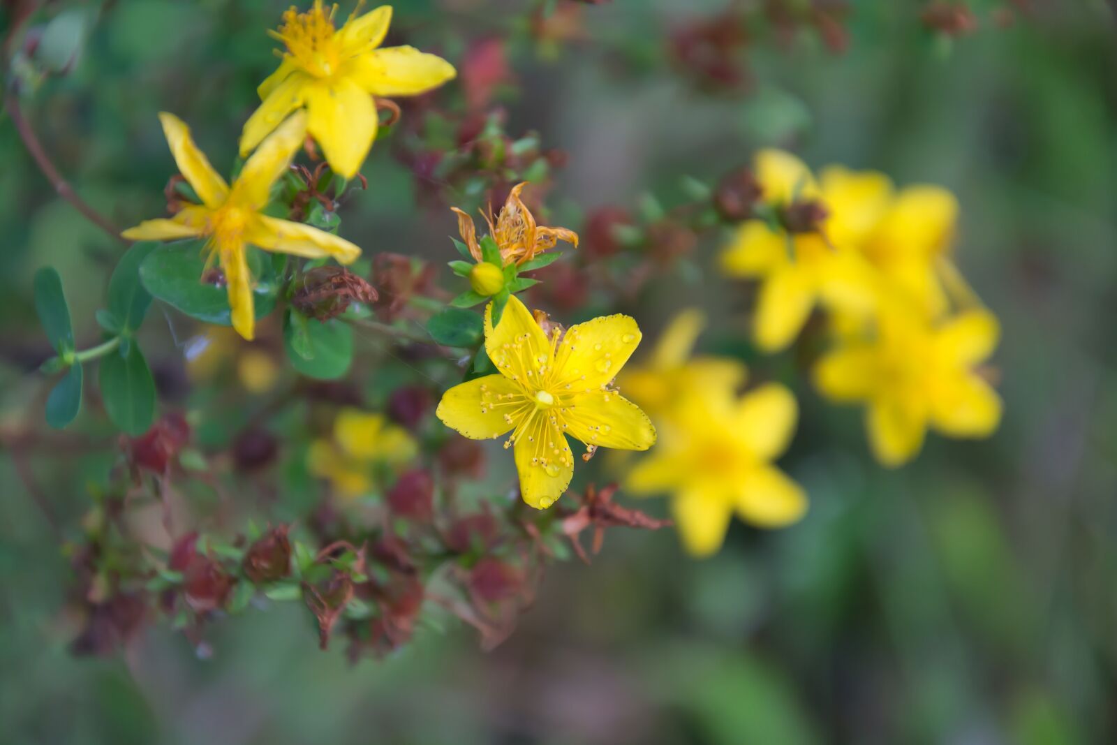 Nikon D3100 sample photo. Plant, hypericum, tutsan photography