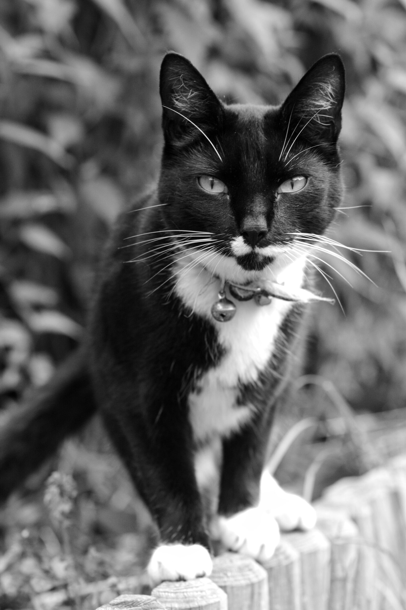 Nikon D7100 sample photo. Cat, blackandwhite, pet photography