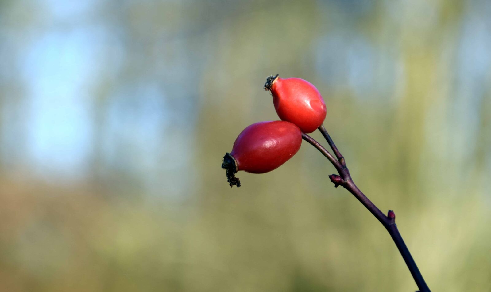 Nikon D3300 sample photo. Nature, fruit, rose hip photography