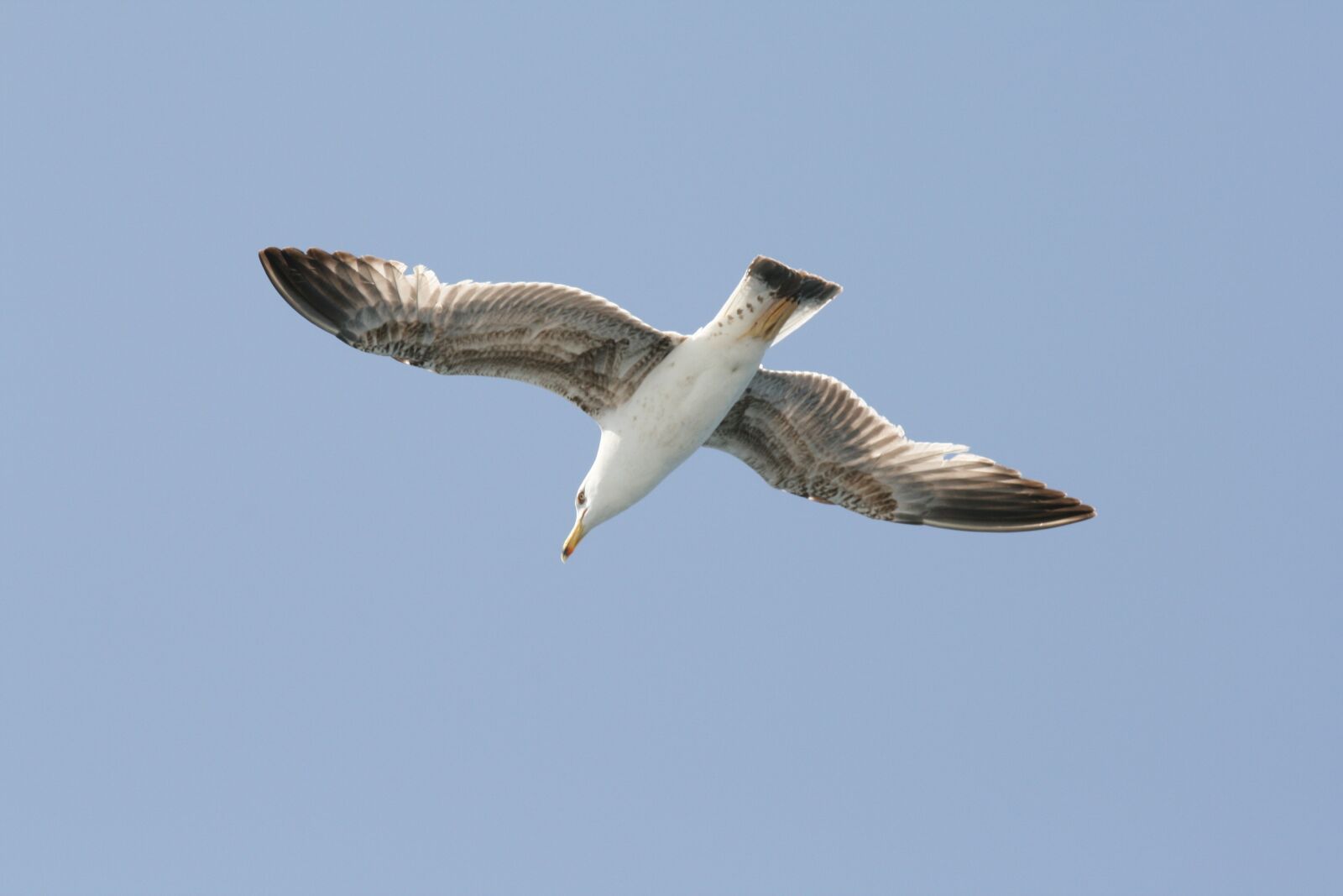 Canon EOS 400D (EOS Digital Rebel XTi / EOS Kiss Digital X) sample photo. Bird, flight, seagull photography