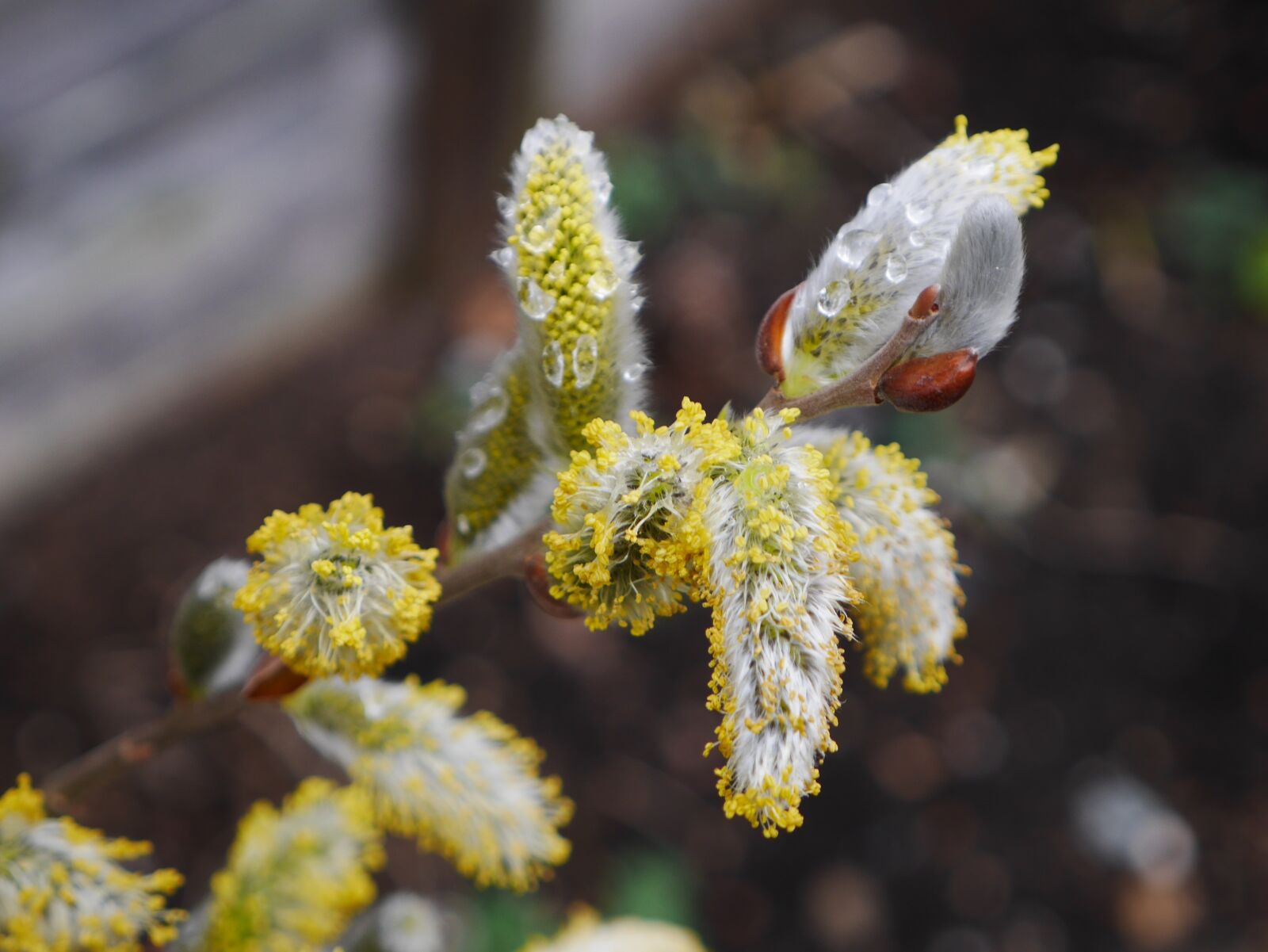 Panasonic Lumix DMC-GX7 sample photo. Willow catkins, enchanted, nature photography