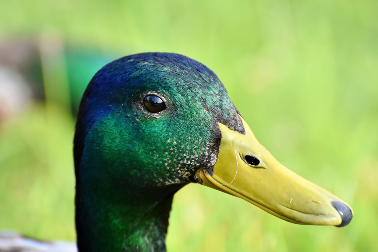 Nikon D7200 sample photo. Duck, drake, bird photography