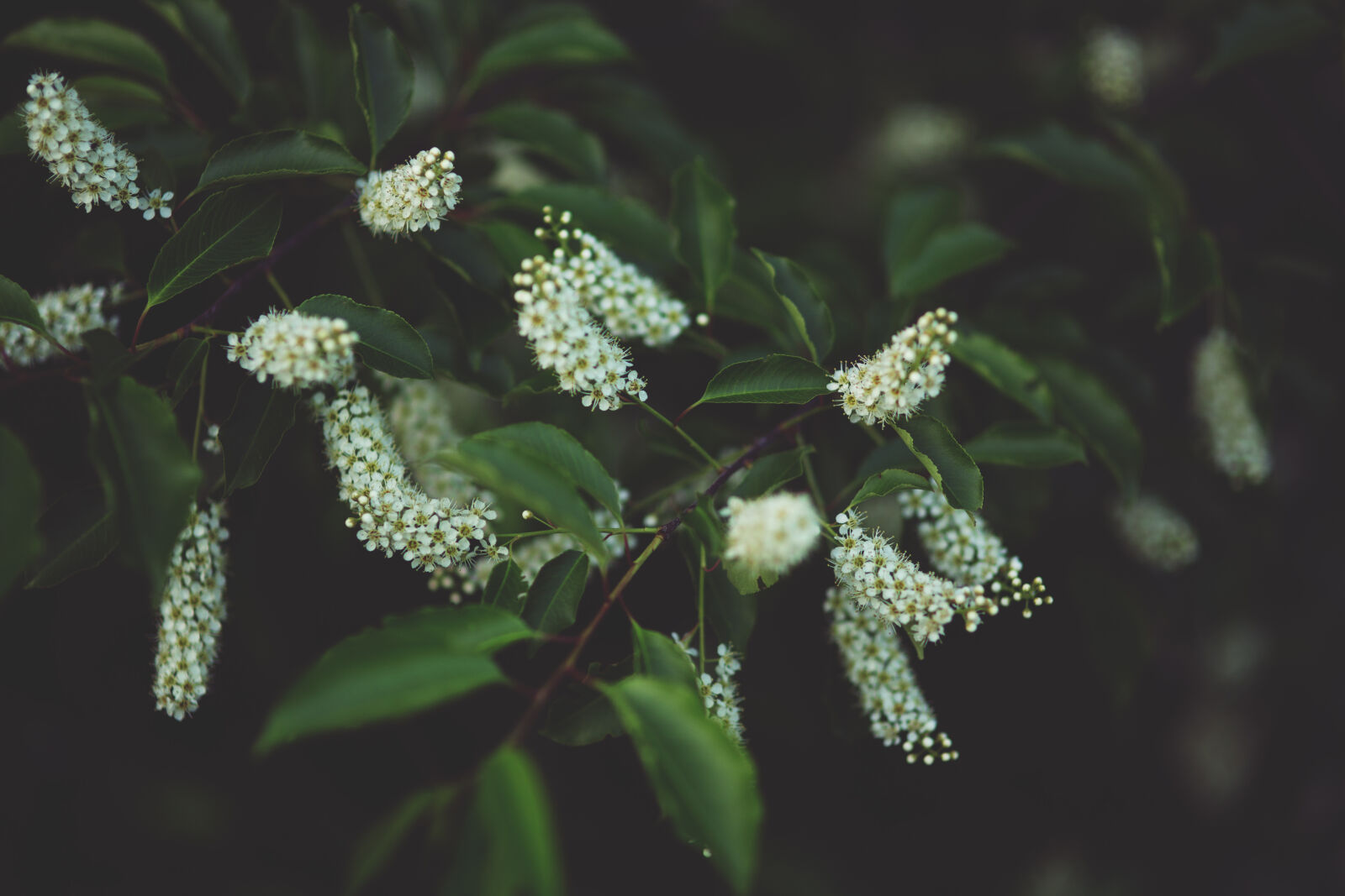 Sigma 85mm F1.4 EX DG HSM sample photo. Little, white, flowers photography