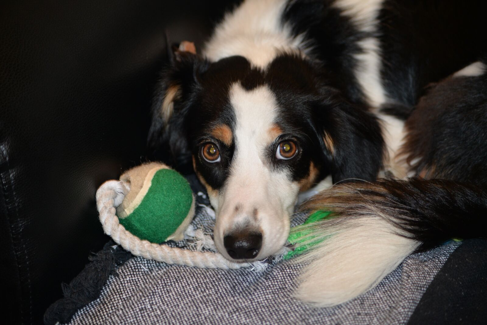 Nikon D610 sample photo. Dog, animal, pet photography