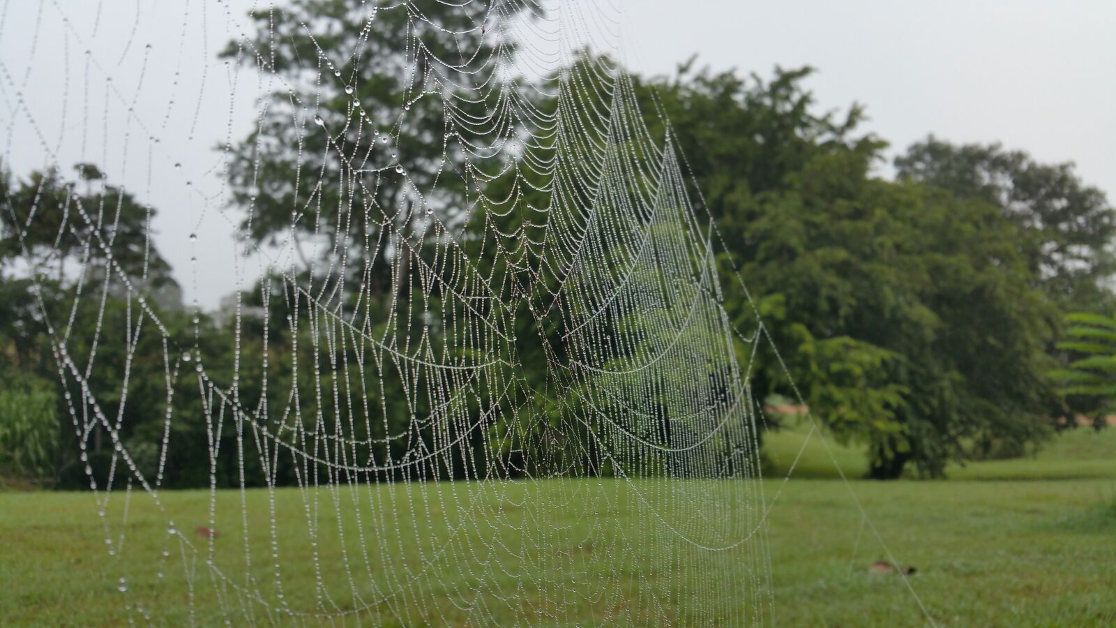 Samsung Galaxy Note4 sample photo. Cobweb, waterdrops, spider web photography